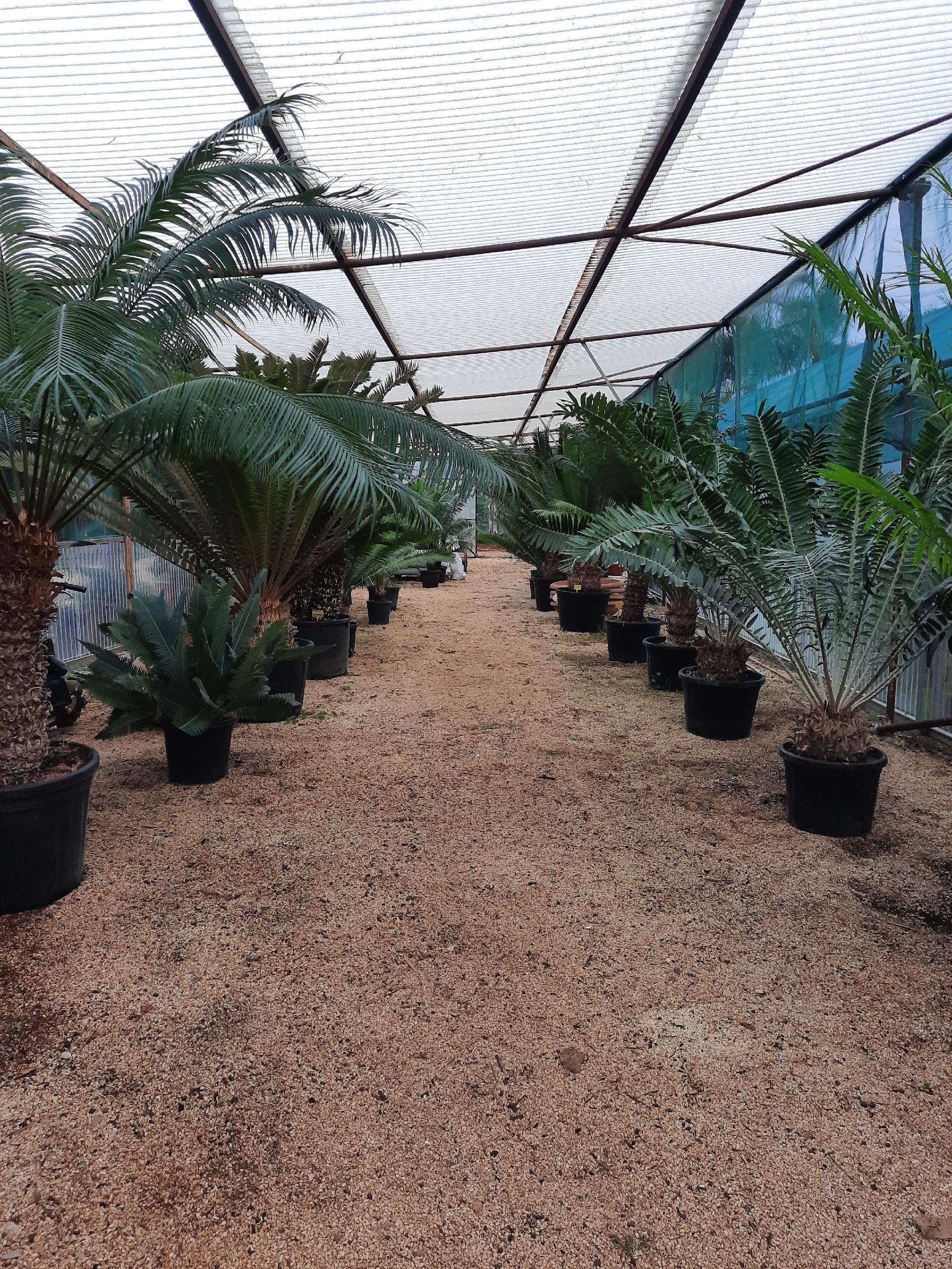 Encephalartos villosus ORNAMENTALE VASO 90 L