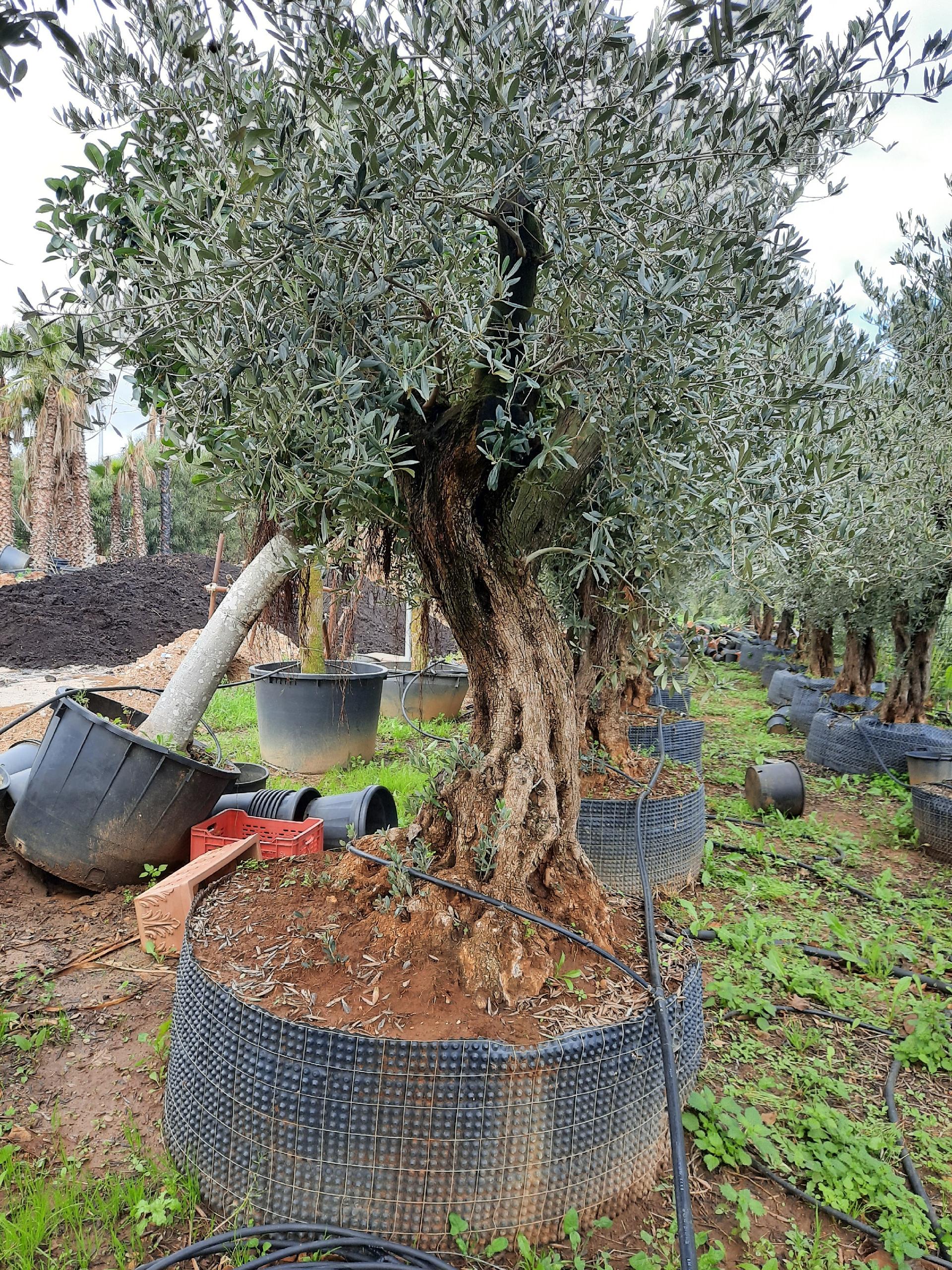 Ulivo Secolare ALBERO SECOLARE IN ZOLLA