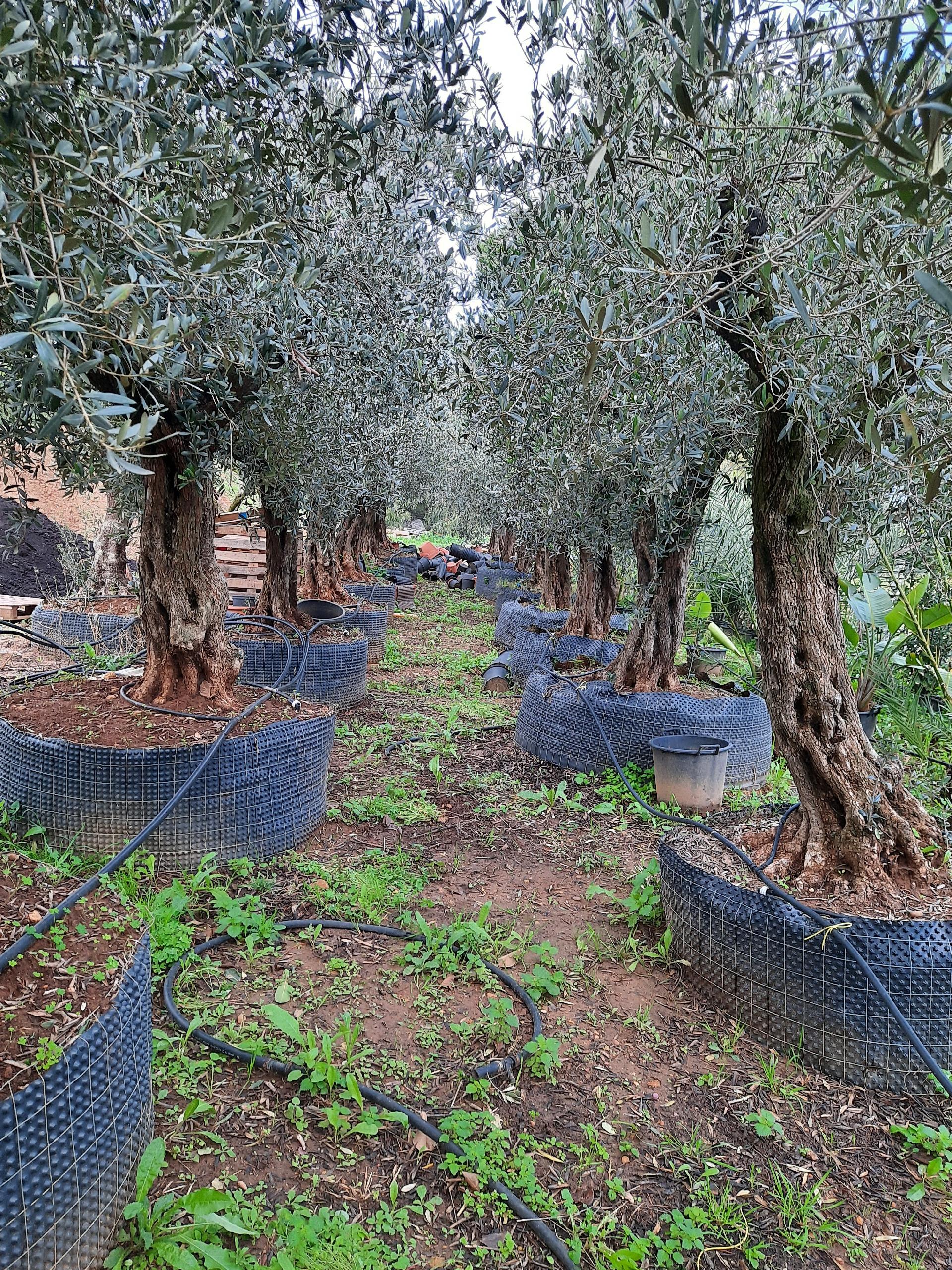 Ulivo Secolare ALBERO SECOLARE IN ZOLLA - Balestrate (Palermo)