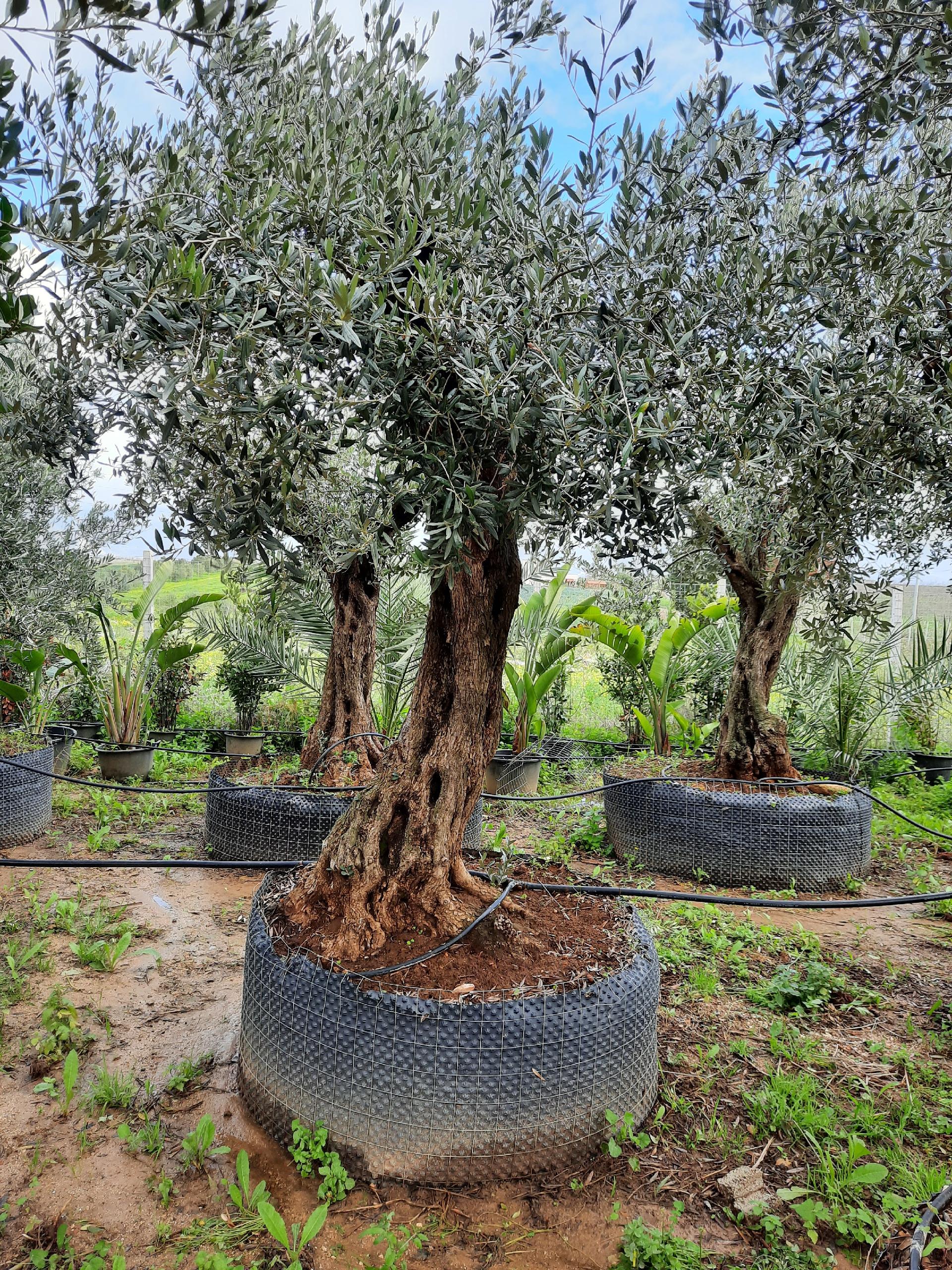 Ulivo Secolare ALBERO SECOLARE IN ZOLLA