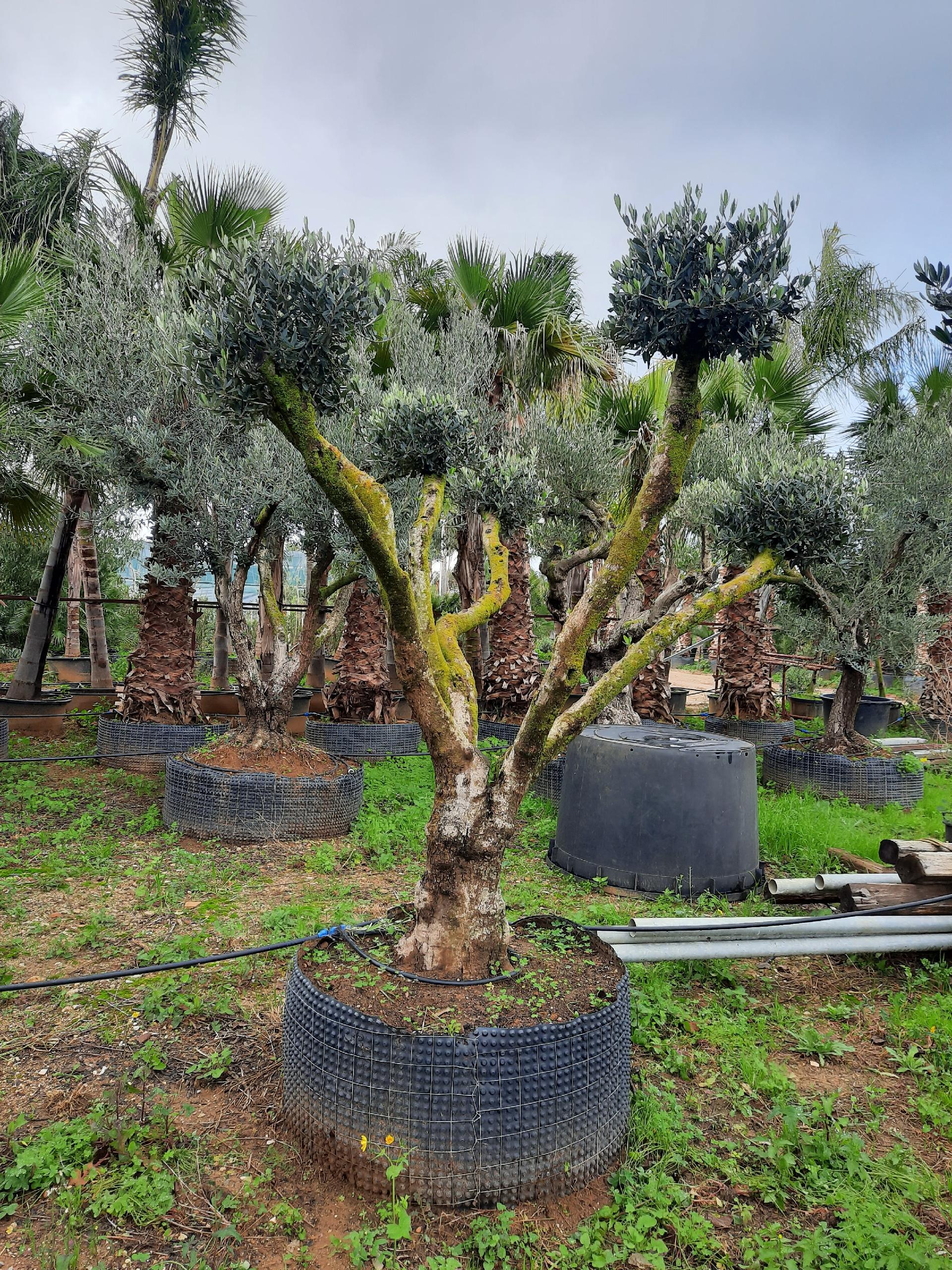 ULIVO RAMIFICATO A PALLA albero IN ZOLLA CON RETE
