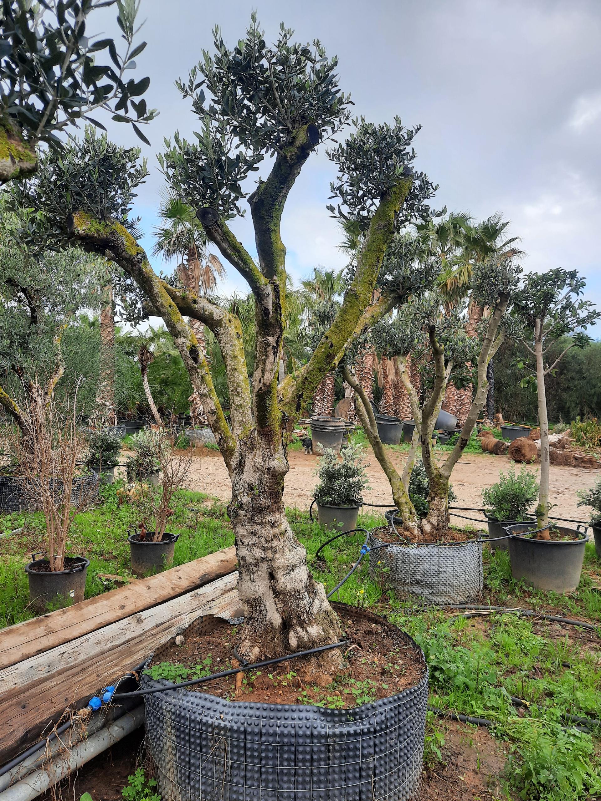 ULIVO RAMIFICATO A PALLA albero IN ZOLLA CON RETE