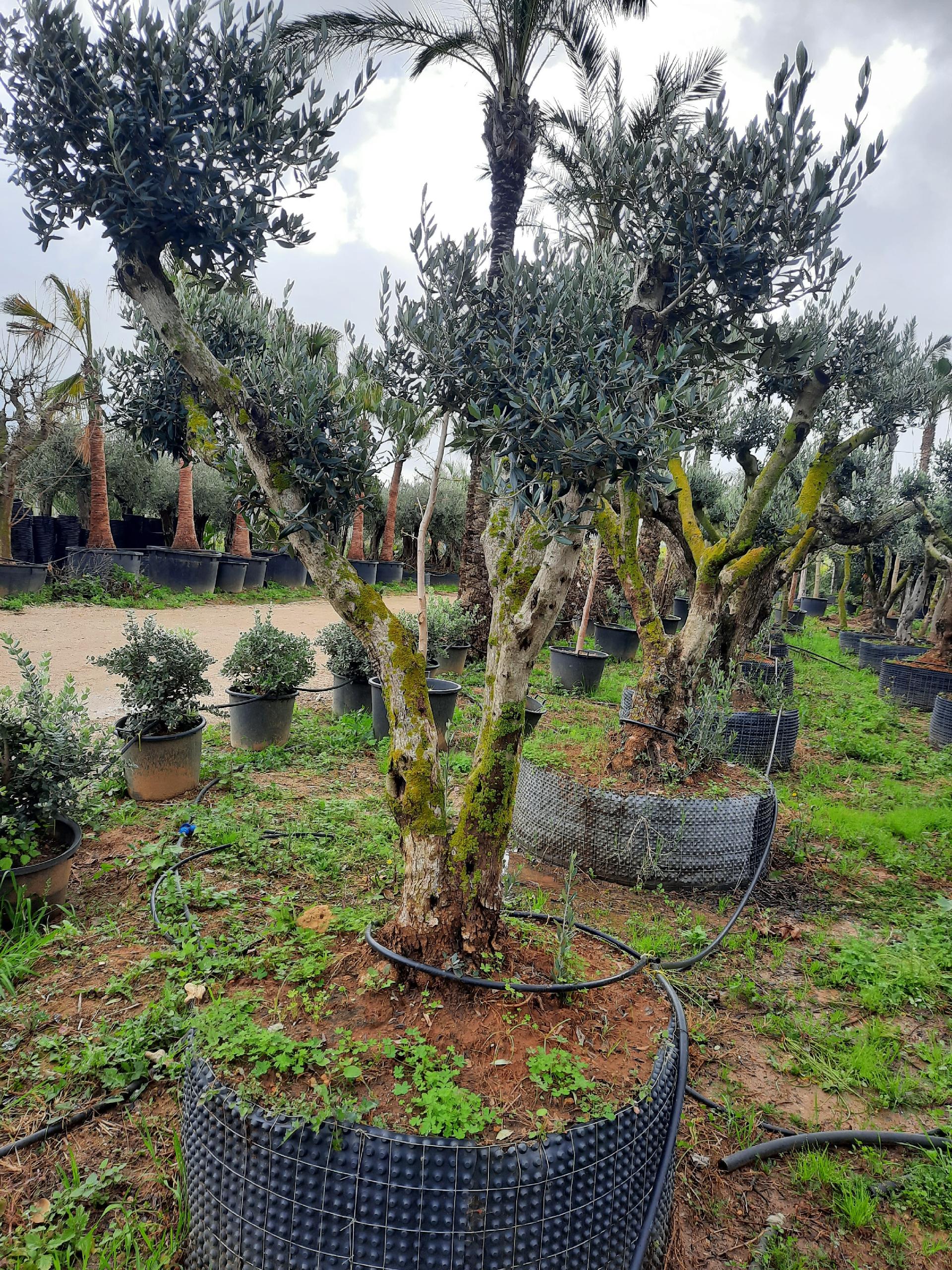 ULIVO RAMIFICATO A PALLA ORNAMENTALE IN ZOLLA