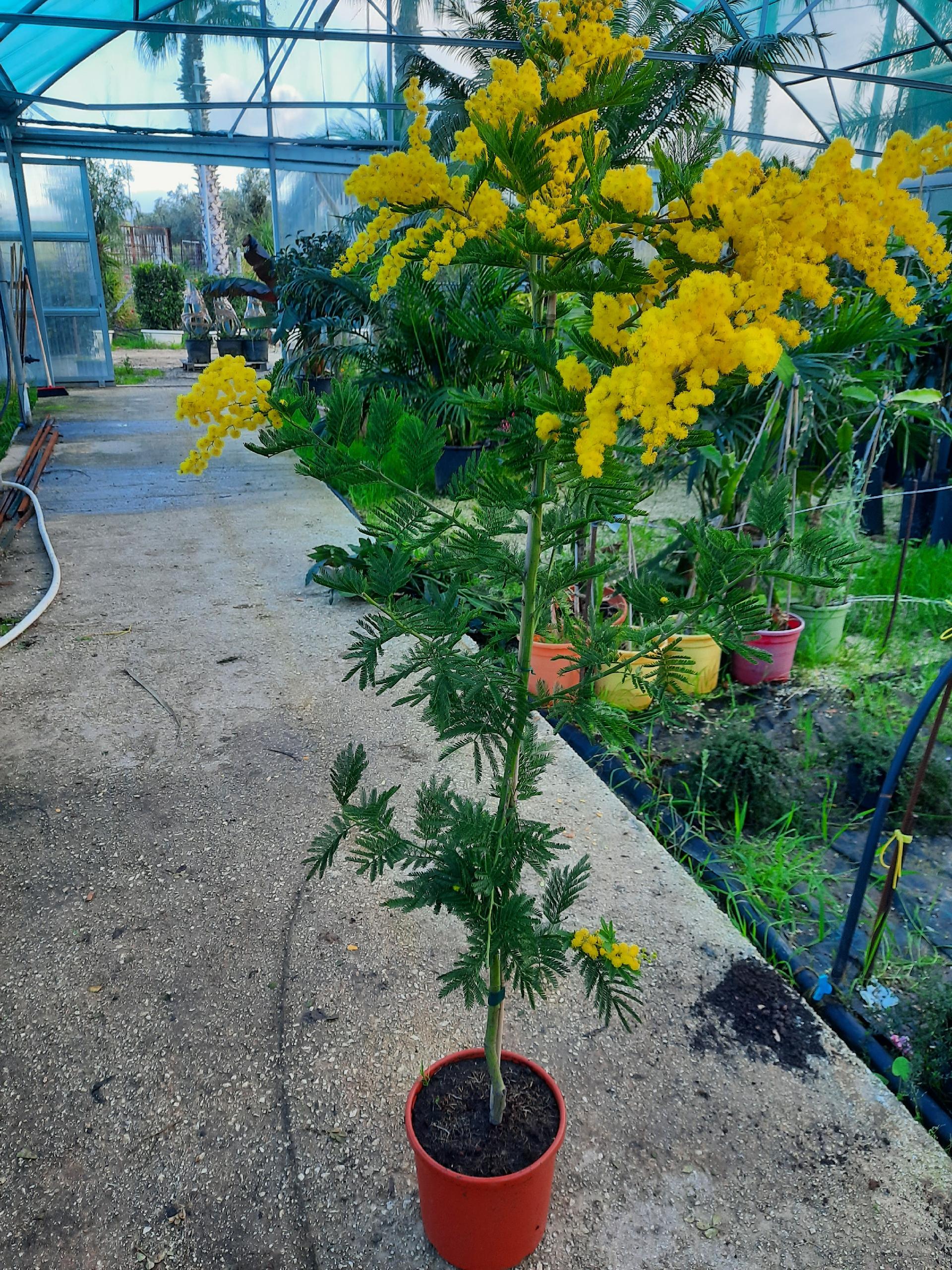 MIMOSA ALBERO ORNAMENTALE VASO 20