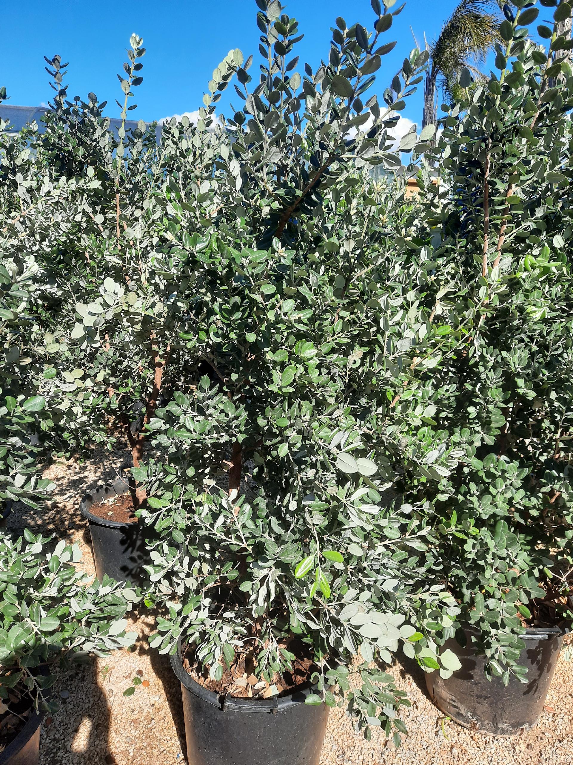 METROSIDEROS SIEPE MASTELLO 35