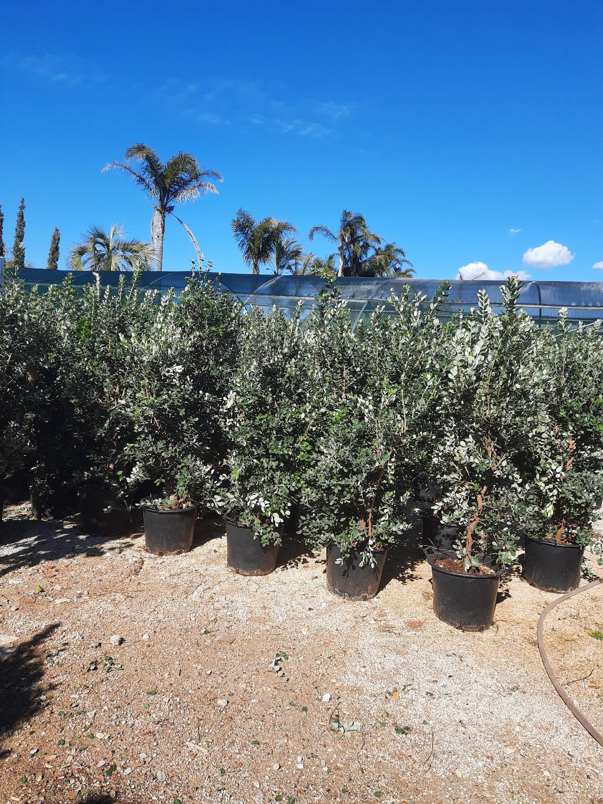 METROSIDEROS SIEPE MASTELLO 35