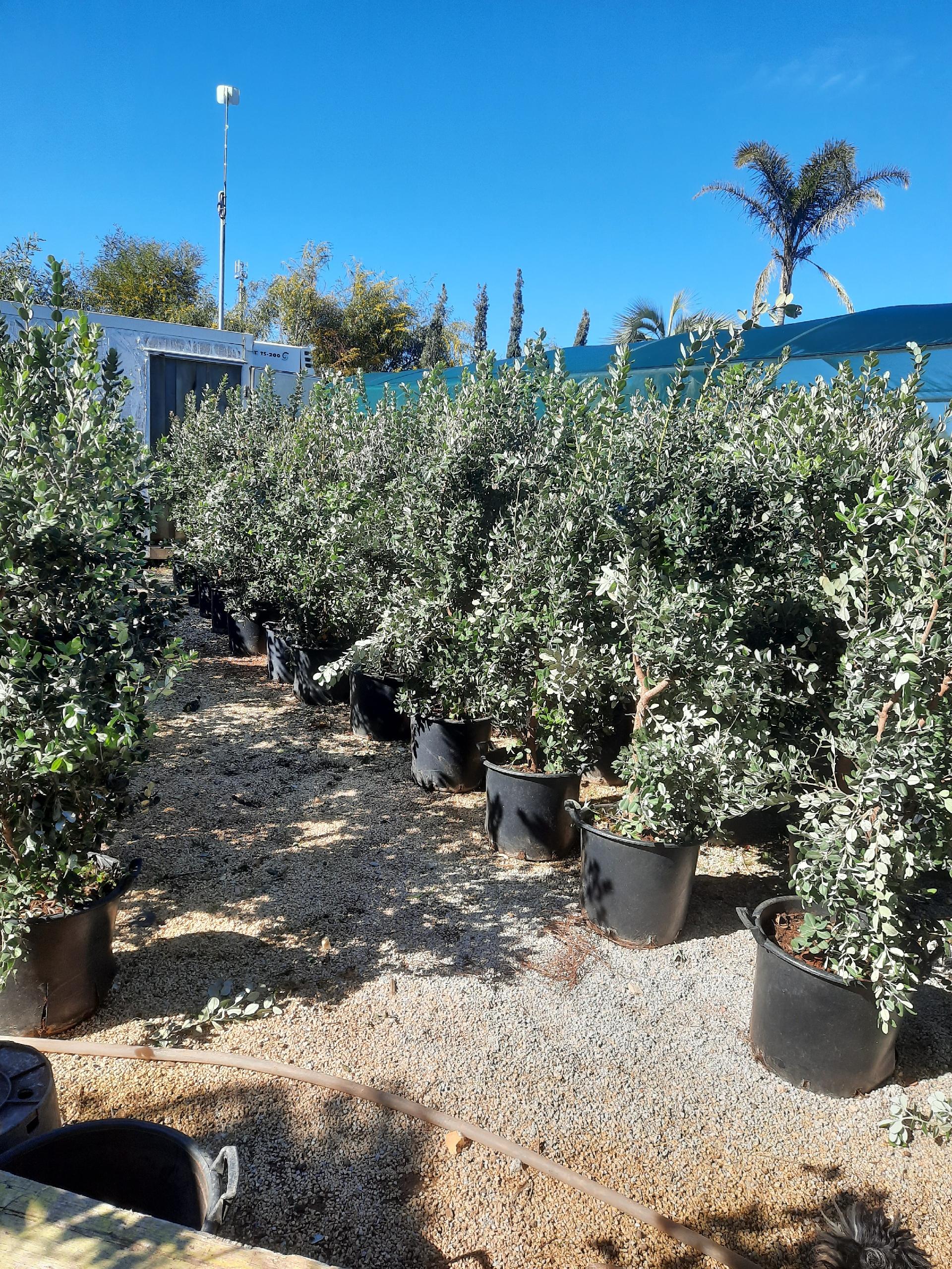 METROSIDEROS SIEPE MASTELLO 35