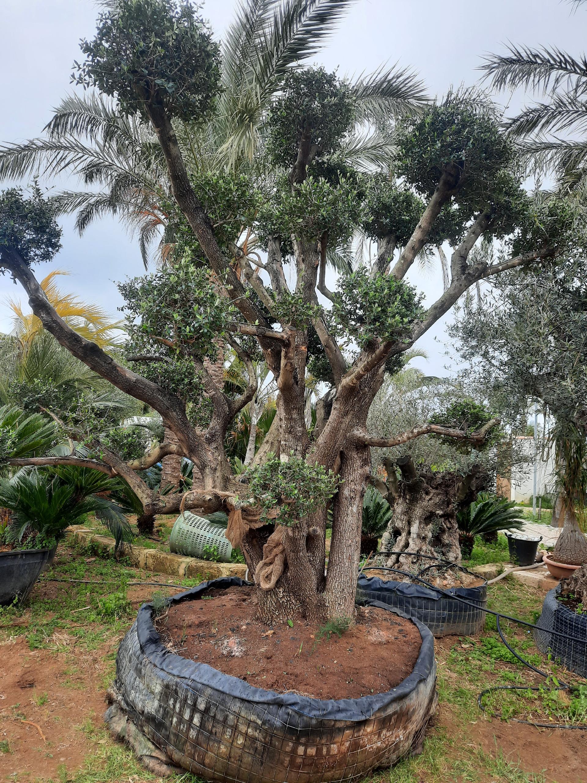ULIVO RAMIFICATO A PALLA albero IN ZOLLA CON RETE