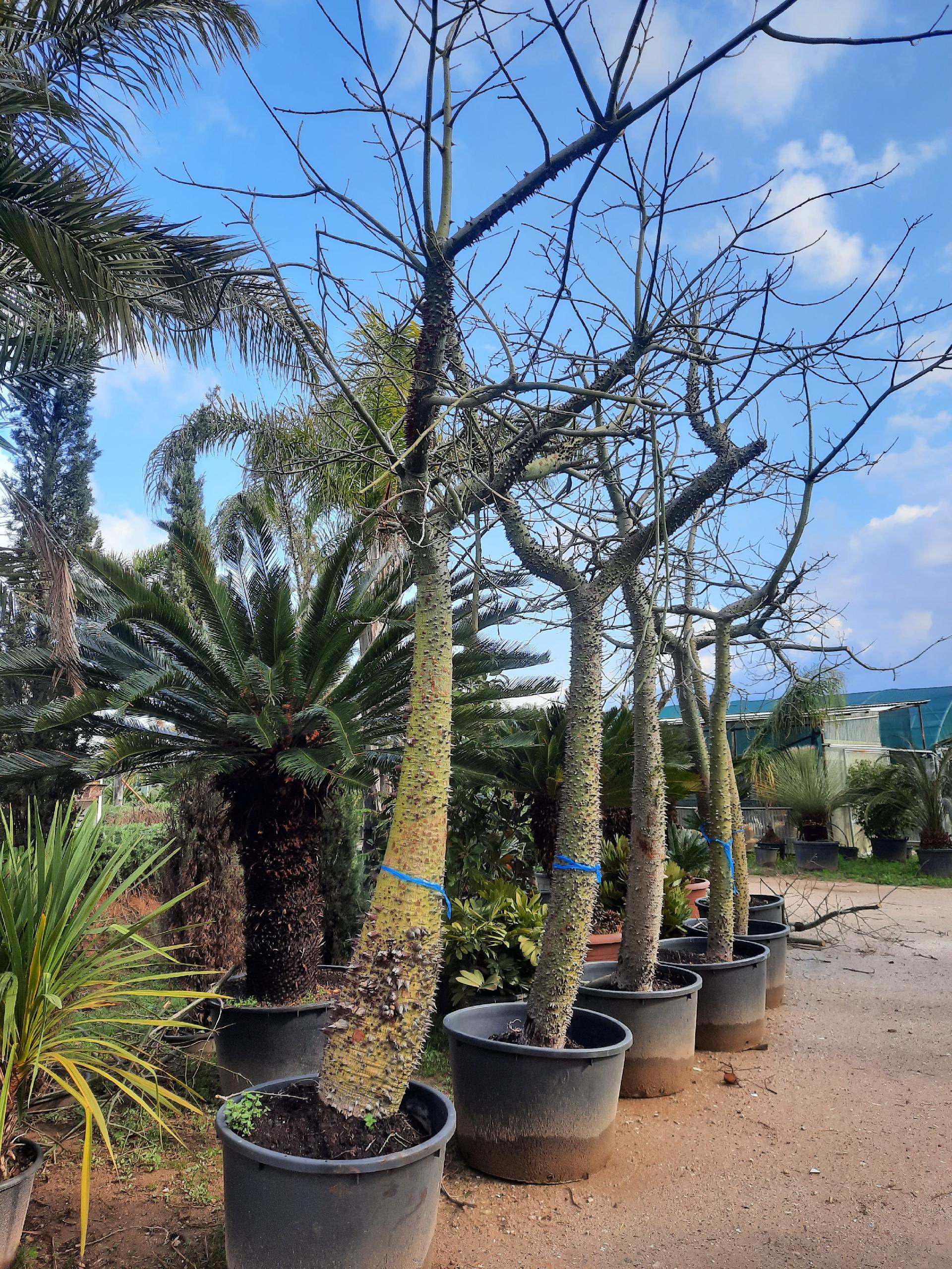 ALBERO DEL KAPOK ORNAMENTALE VASO 200 L