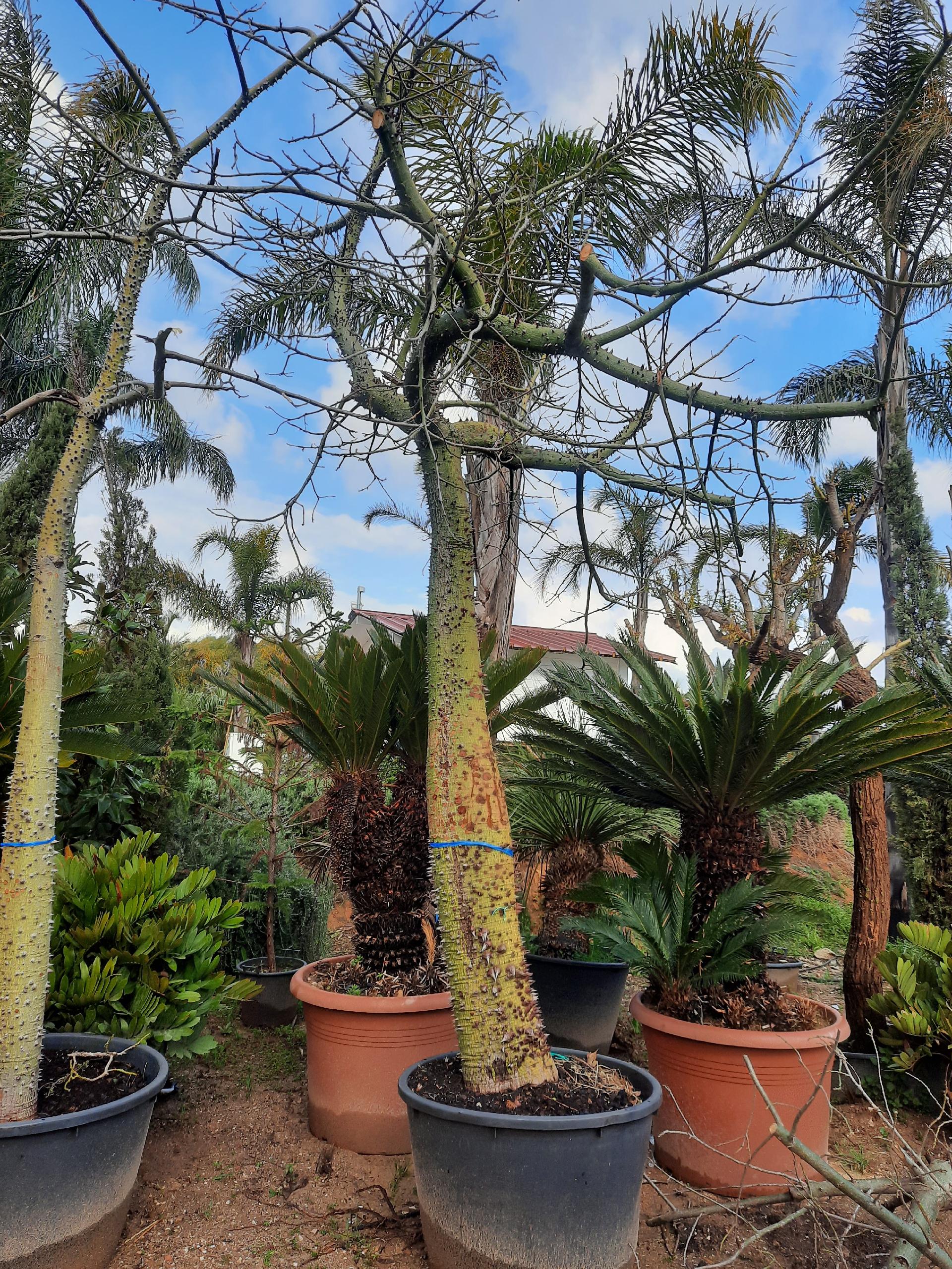 ALBERO DEL KAPOK ORNAMENTALE VASO 200 L