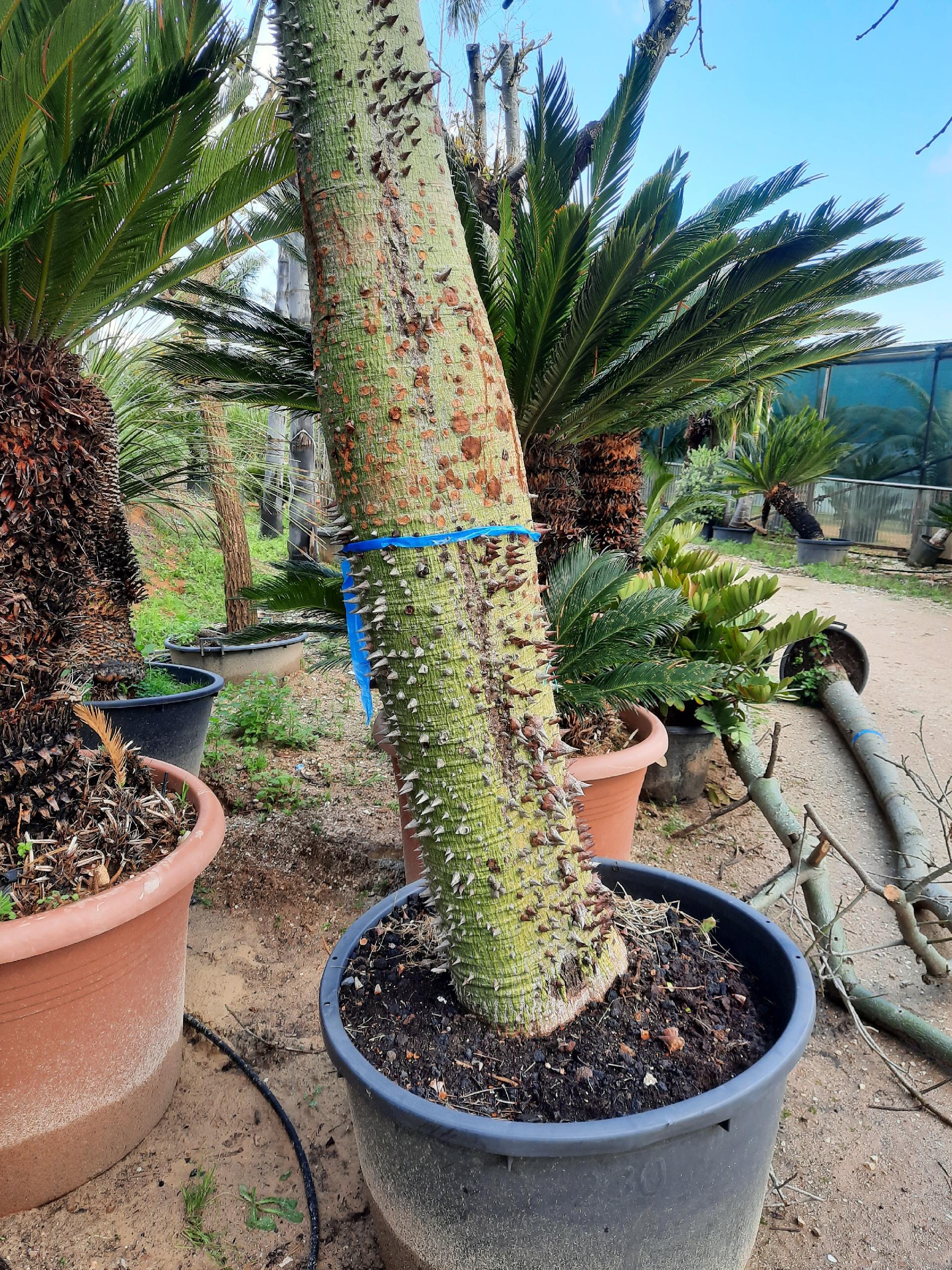 ALBERO DEL KAPOK ORNAMENTALE VASO 200 L