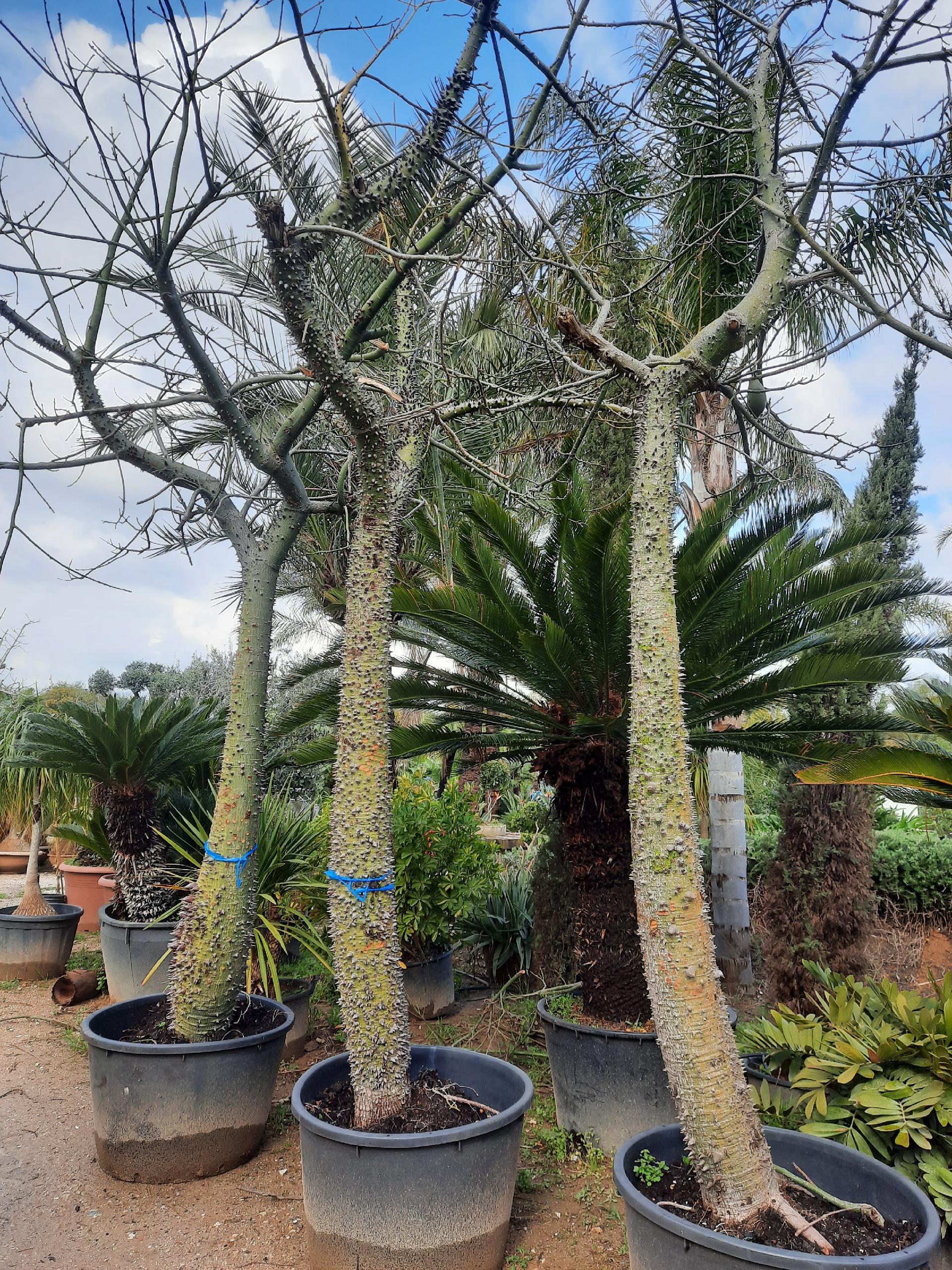 ALBERO DEL KAPOK ORNAMENTALE VASO 200 L
