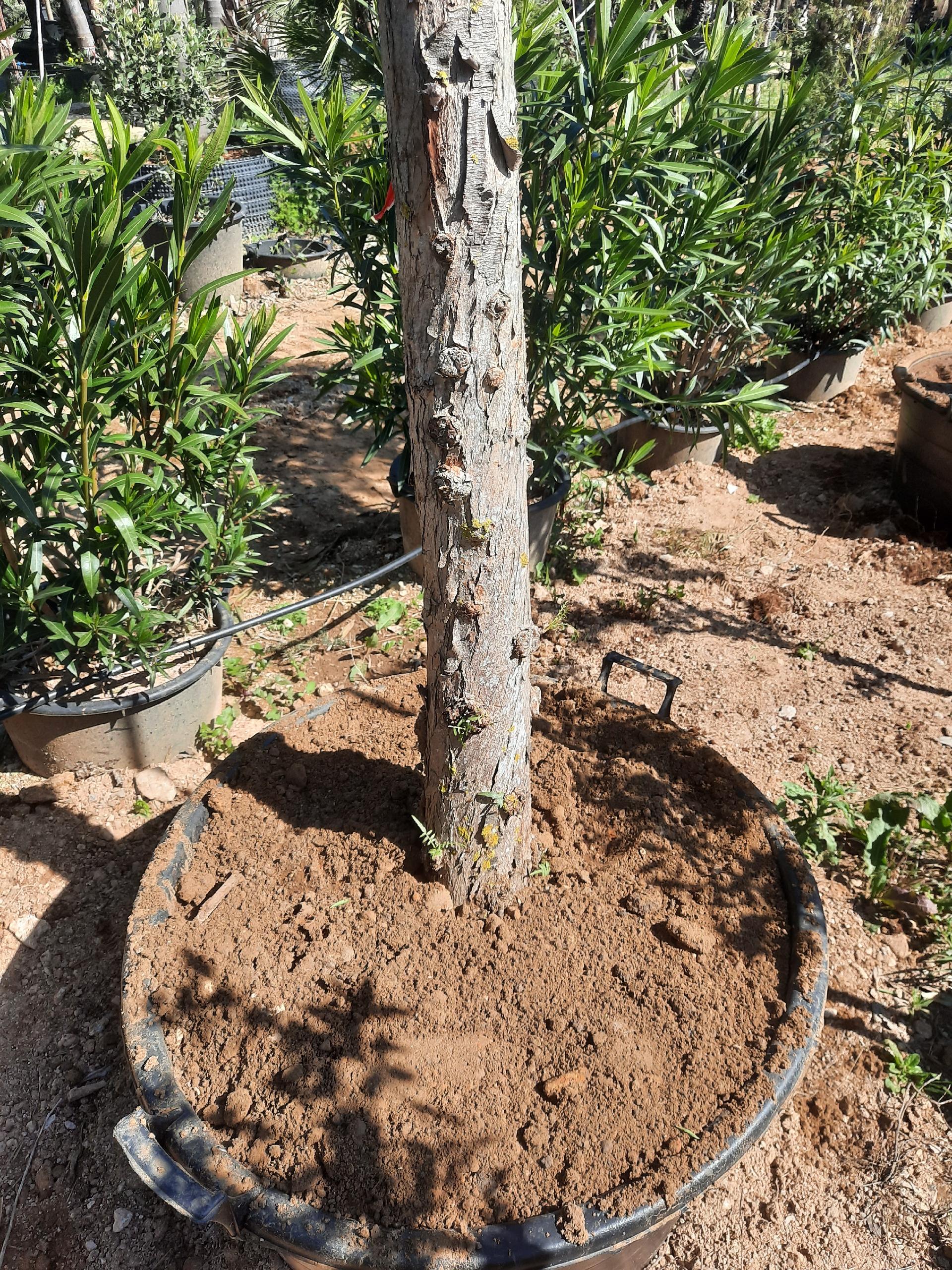 Falso pepe - Schinus molle albero VASO 160 L