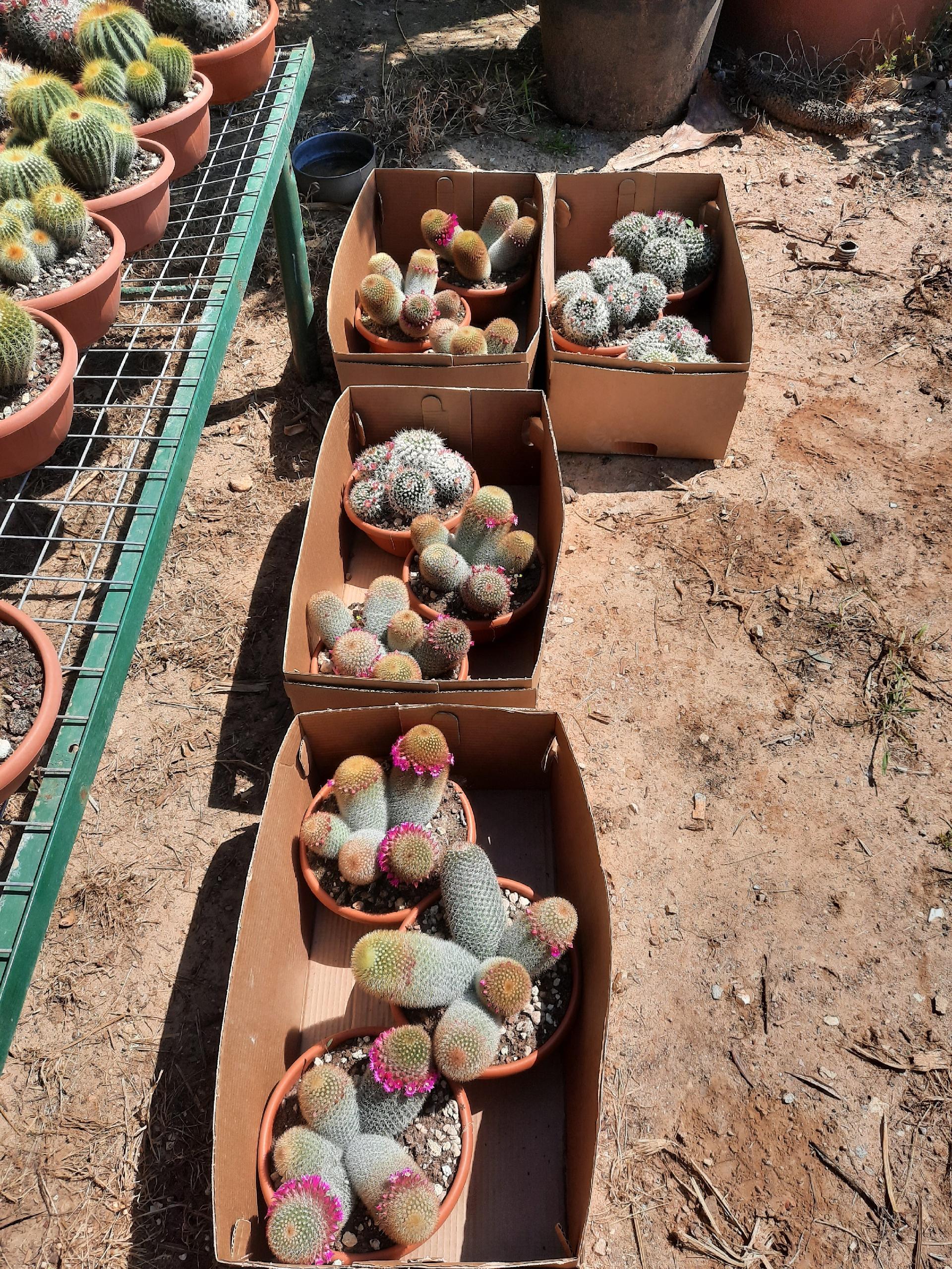 MAMMILLARIA E CACTUS PIANTA GRASSA VASO