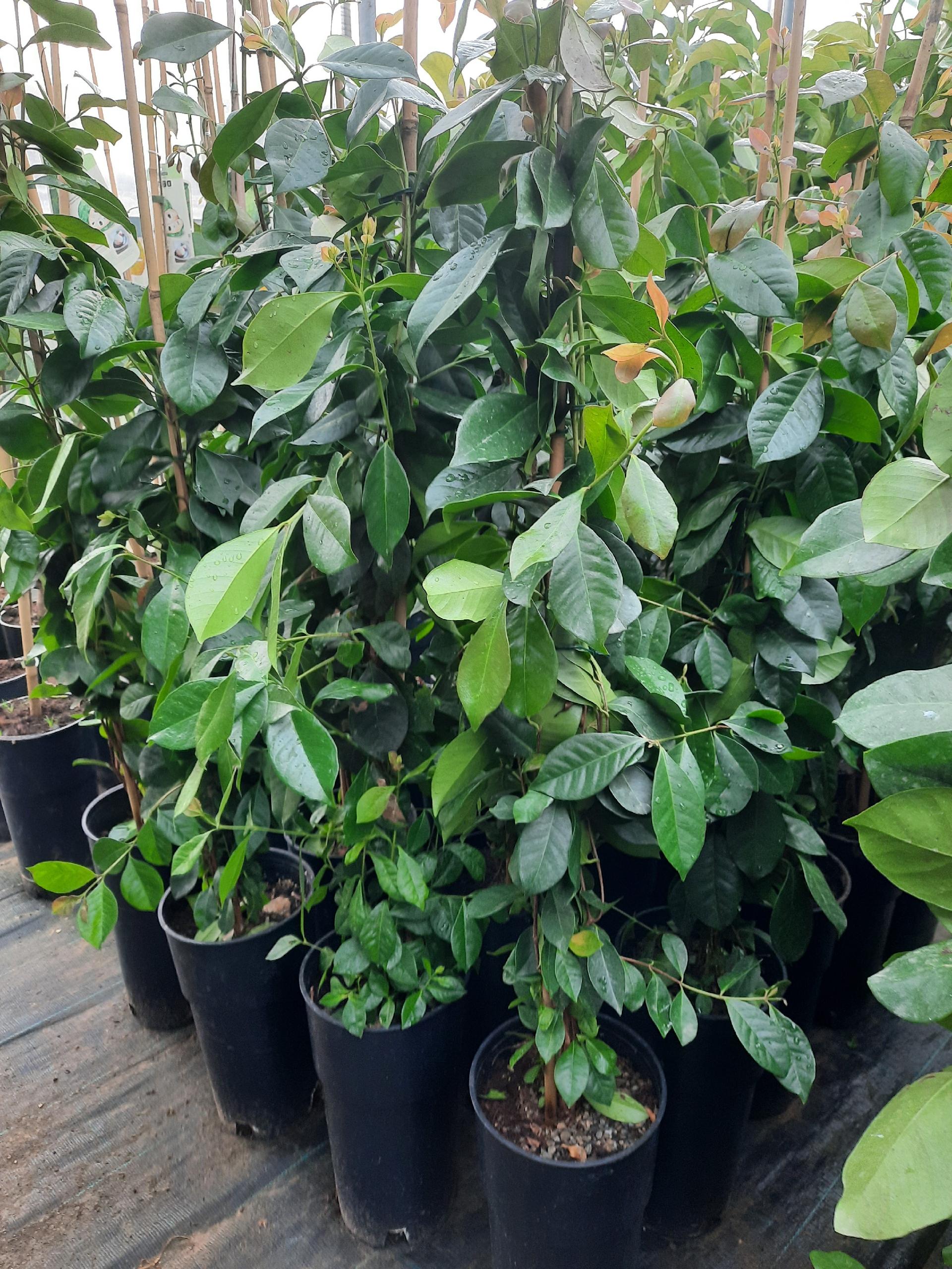 Guayaba O GUAVA ALBERO TROPICALE VASO CONICO 16 - 18