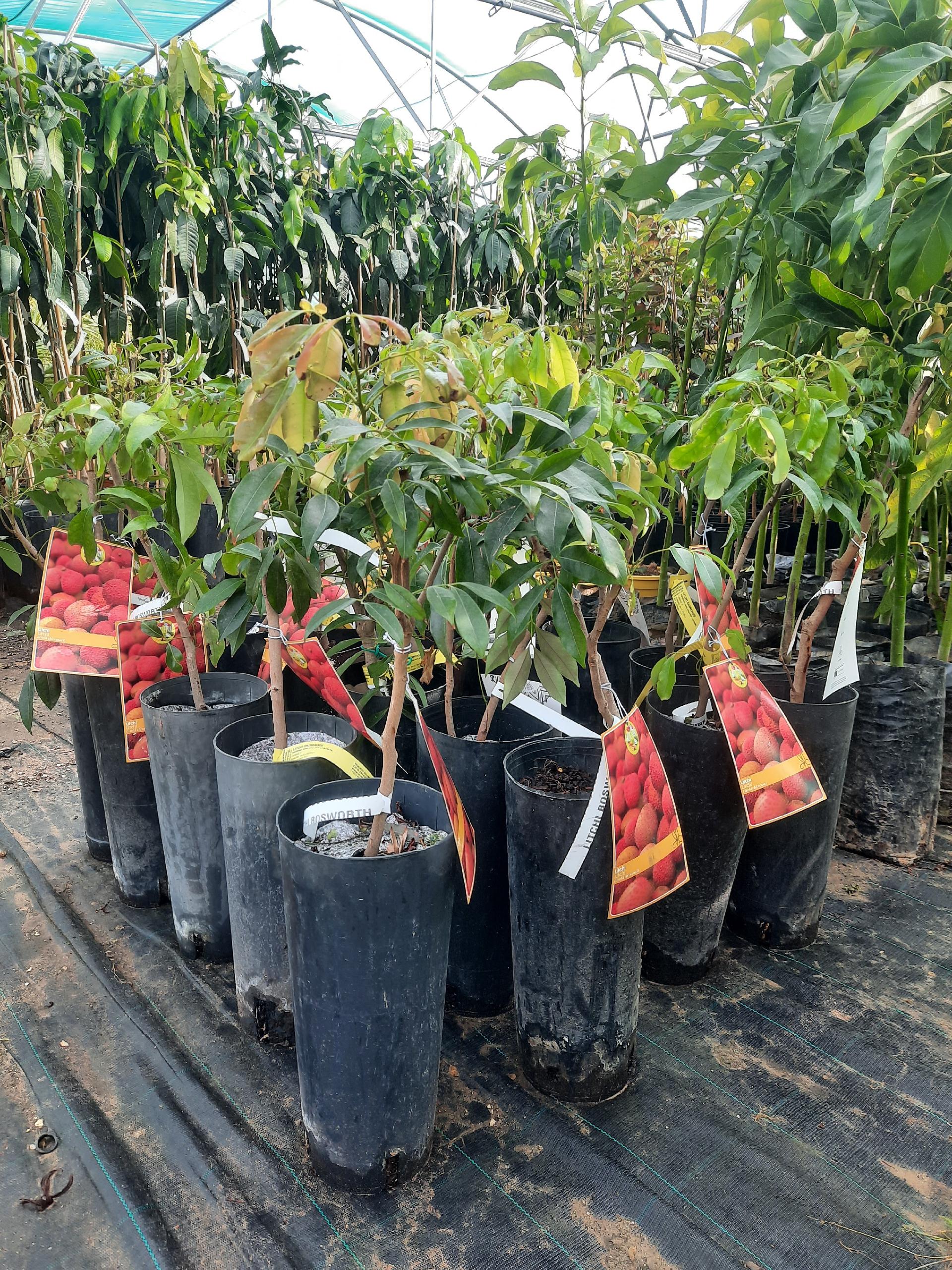 LITCHI IN VASO varierà chinensis VASO CONICO 16\18