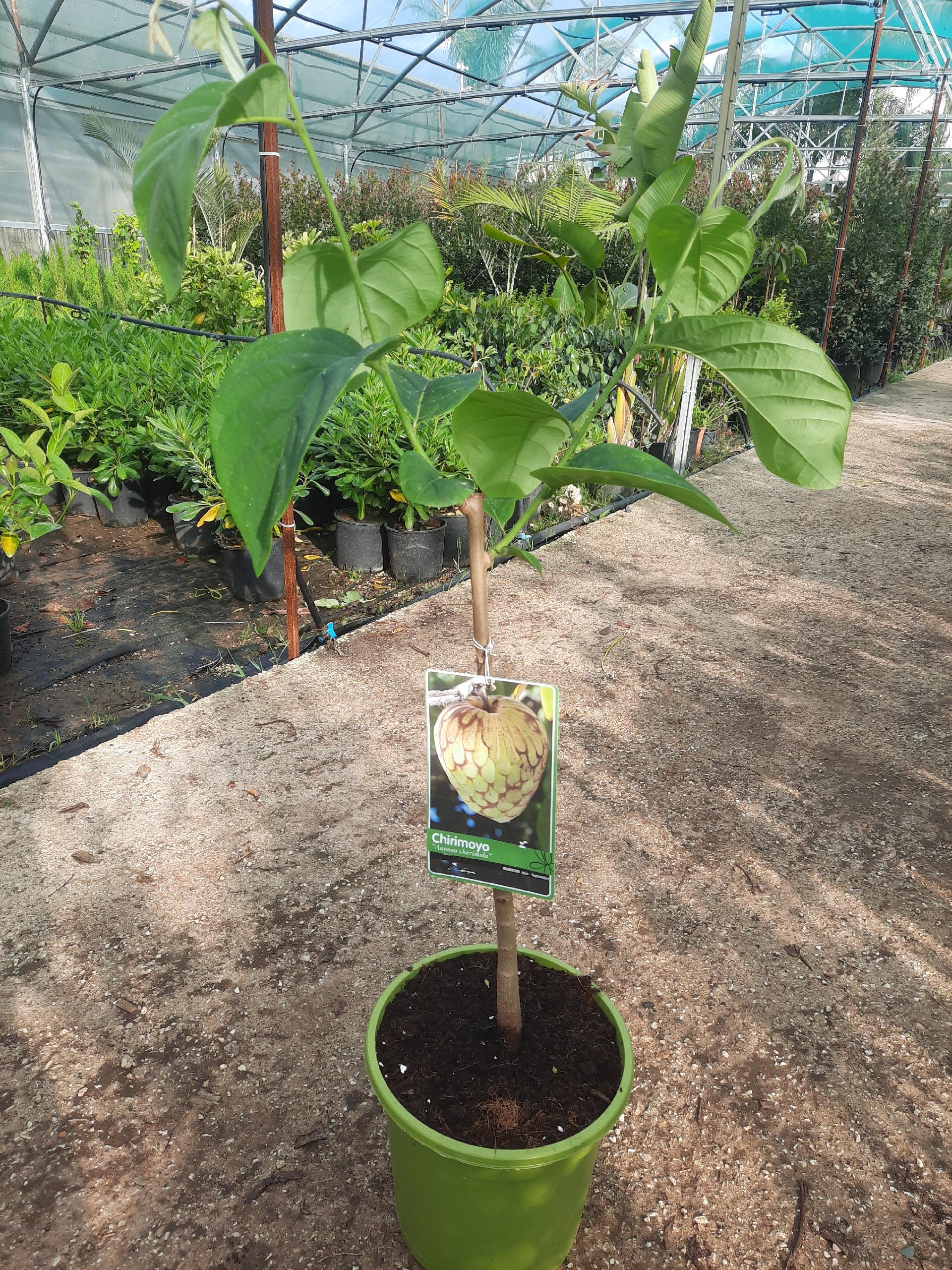 ANNONA CHERIMOLA albero VASO CONICO 16 - 18