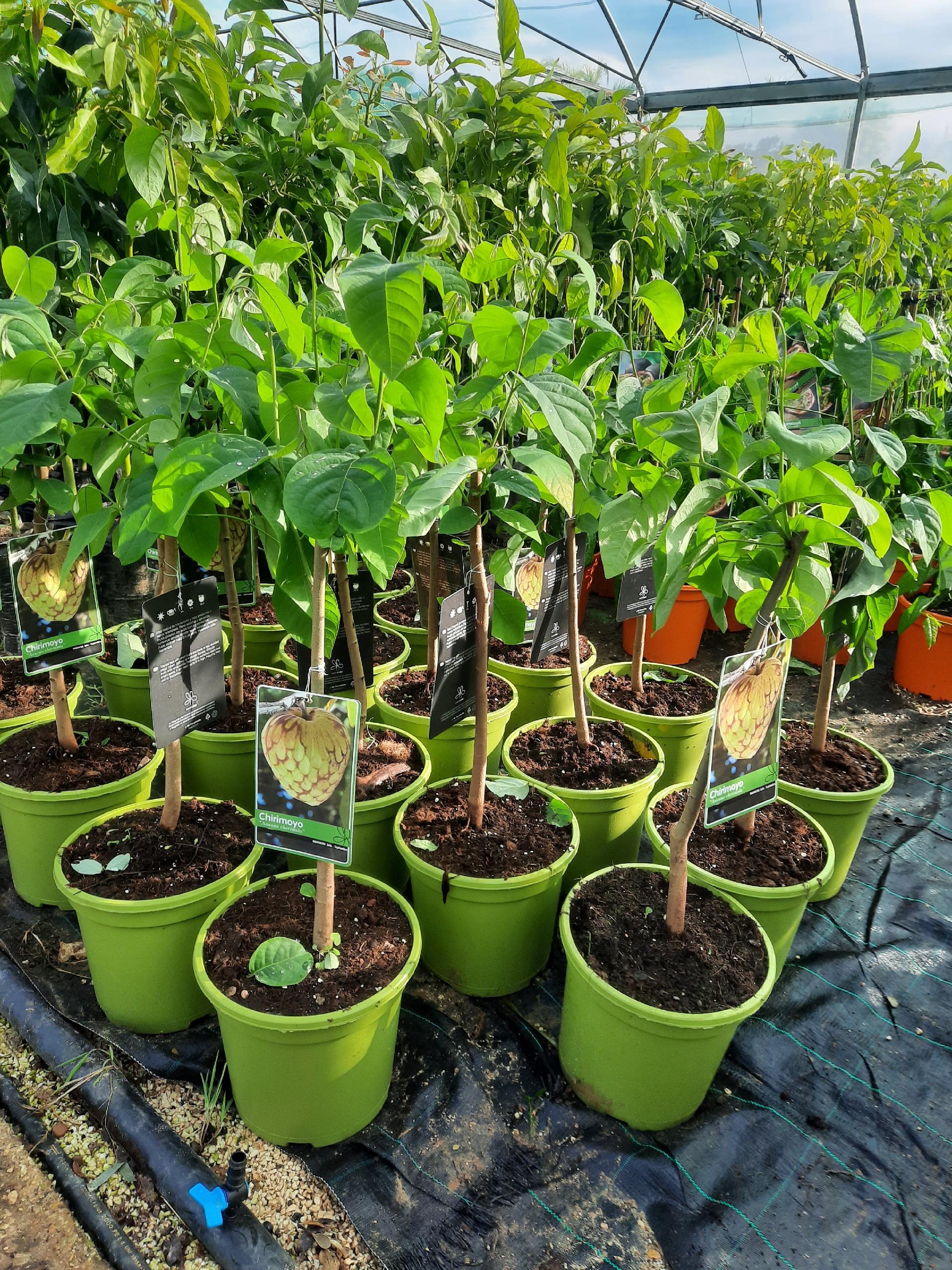 ANNONA CHERIMOLA albero VASO CONICO 16 - 18