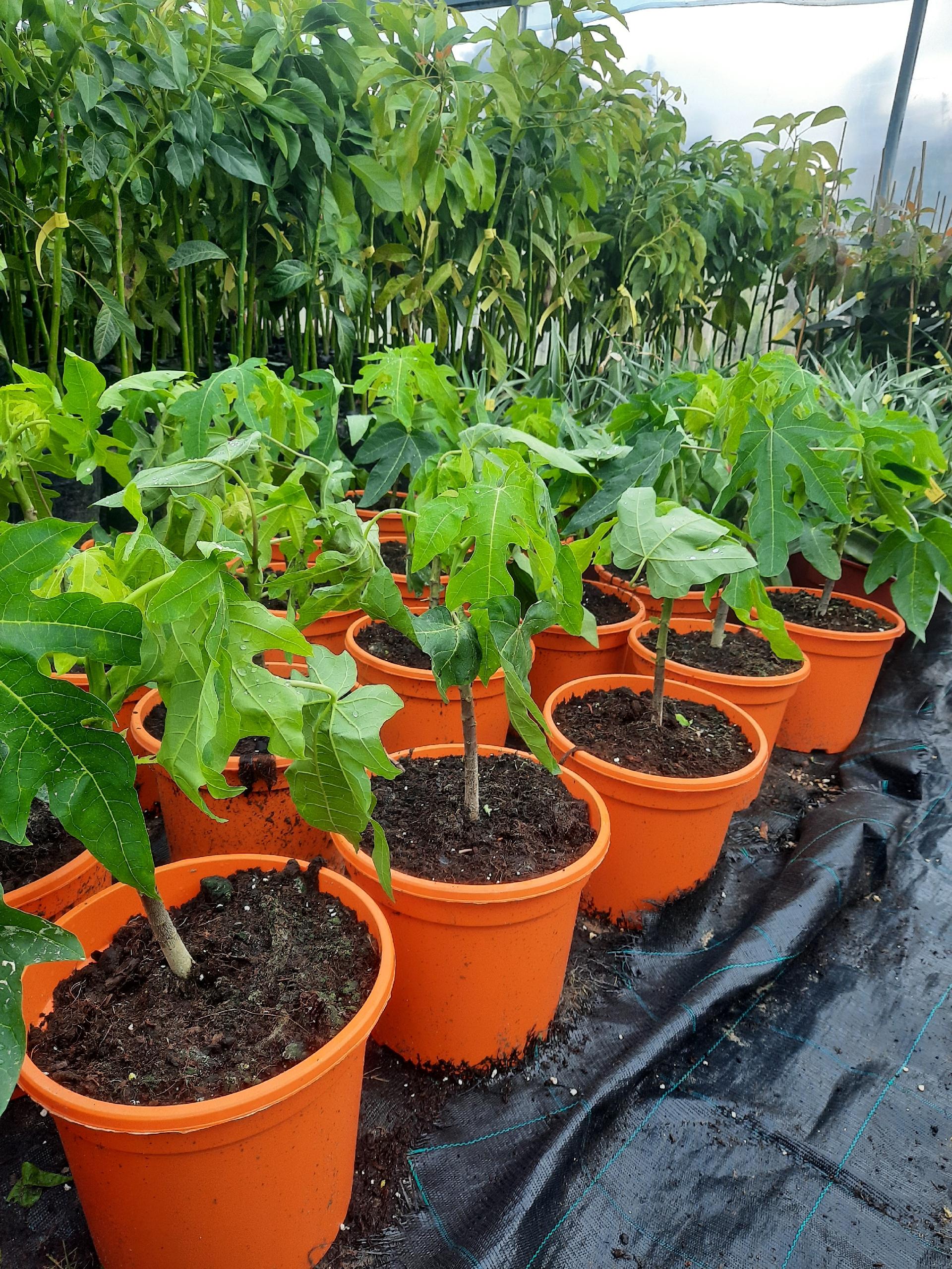 PAPAYA VARIETA CARIOCA ALBERO TROPICALE vaso 24 - 26