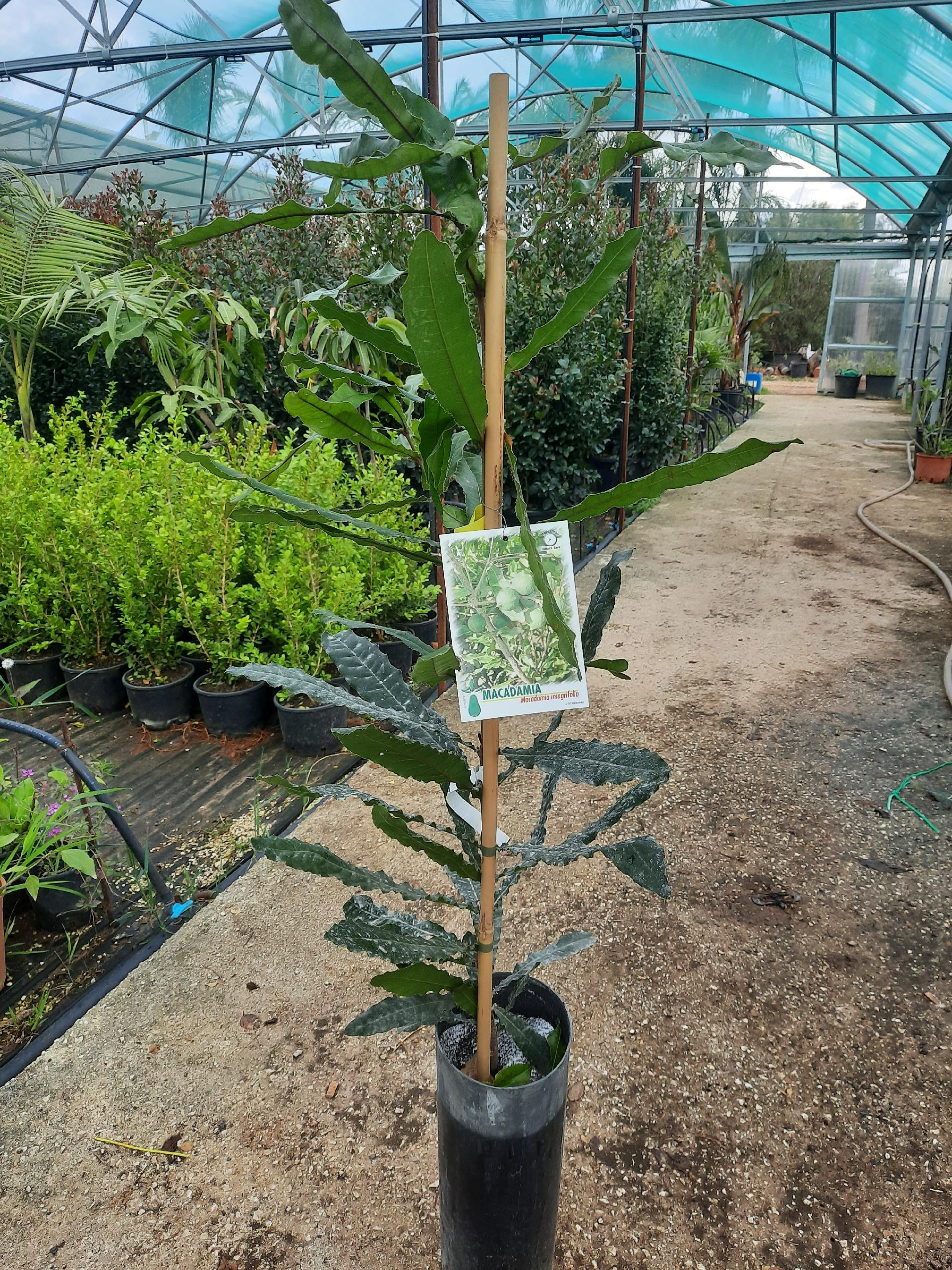 MACADAMIA NOCE ALBERO TROPICALE VASO CONICO 16 - 18