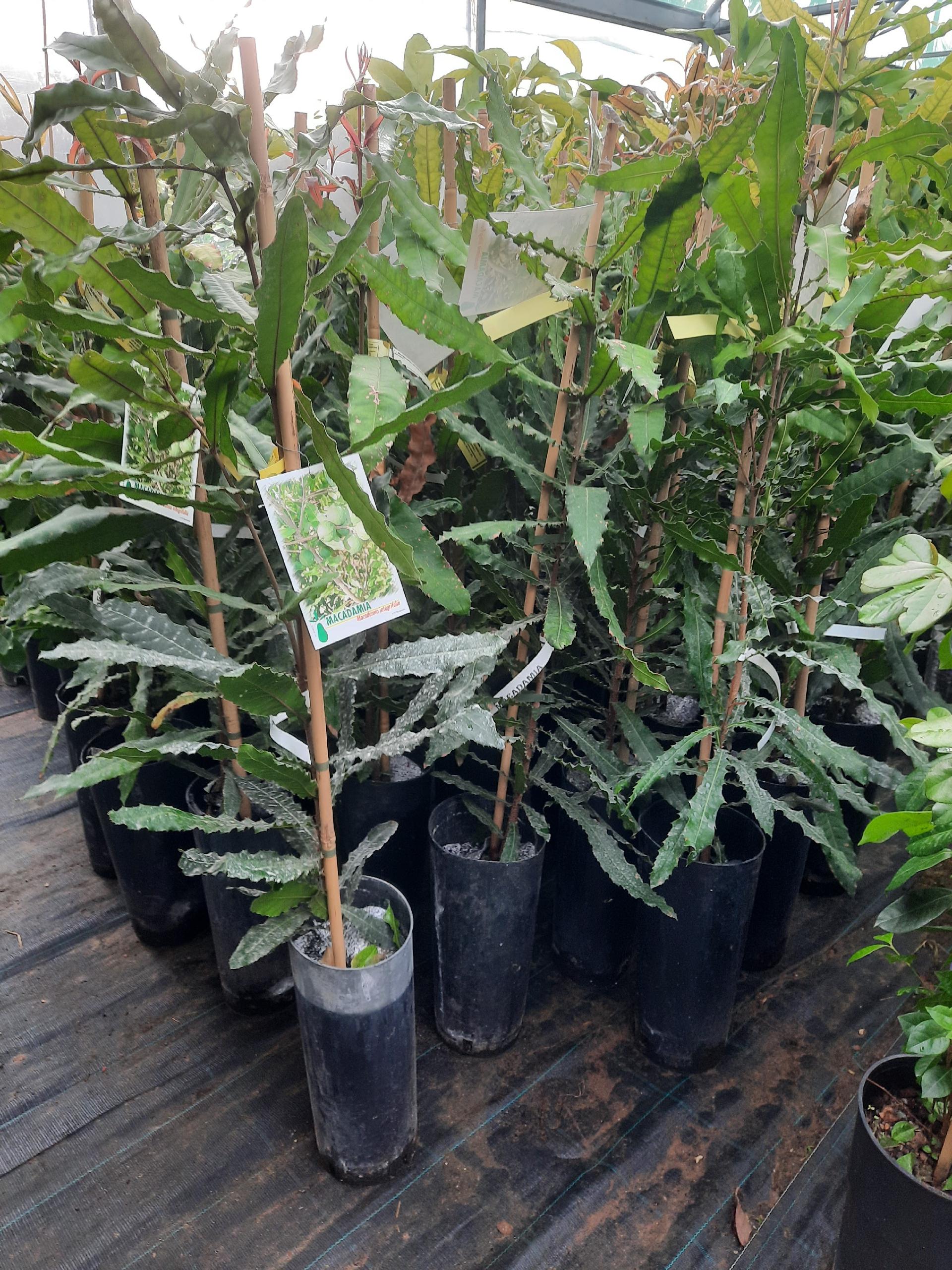 MACADAMIA NOCE ALBERO TROPICALE VASO CONICO 16 - 18