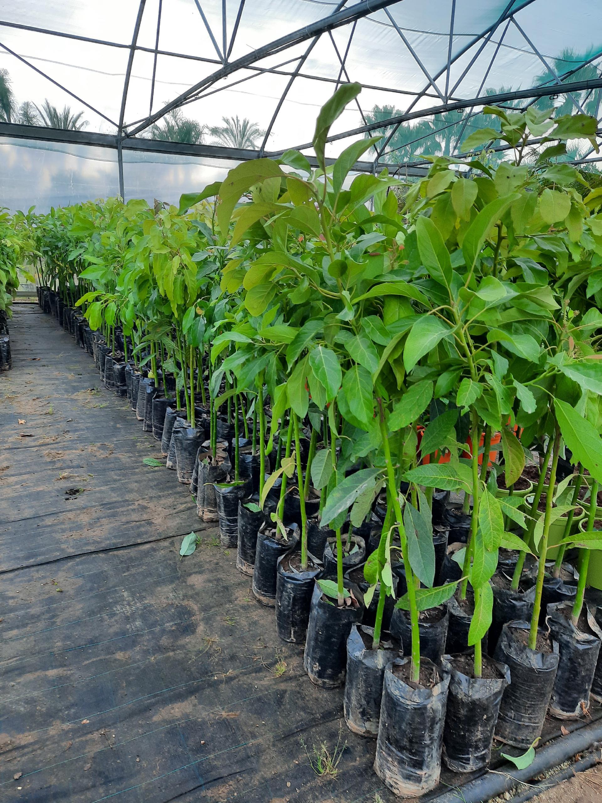 AVOCADO HASS IN VASO INNESTATO ALBERO TROPICALE VASO CONICO 16 - 18