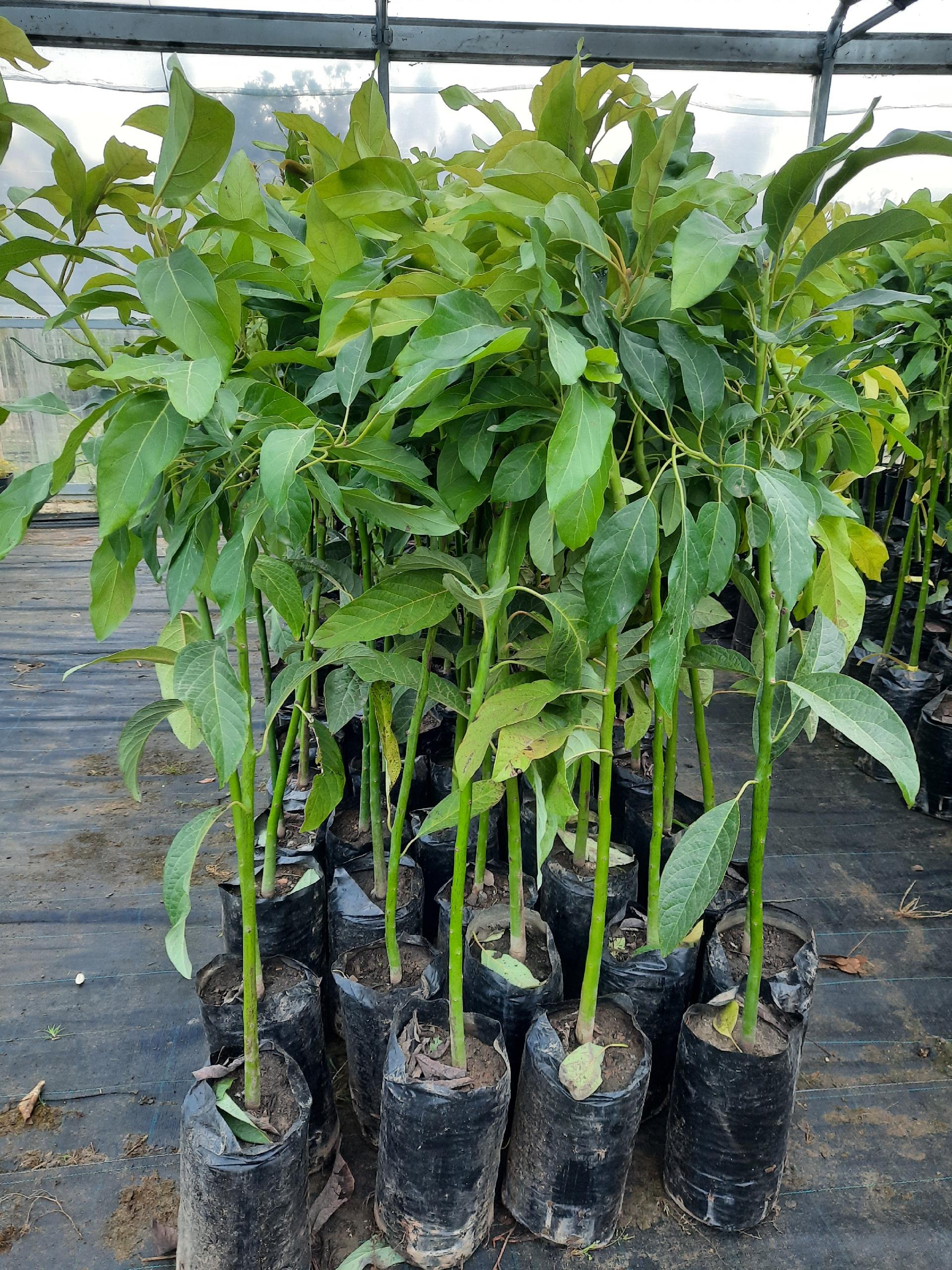 AVOCADO HASS IN VASO INNESTATO ALBERO TROPICALE VASO CONICO 16 - 18