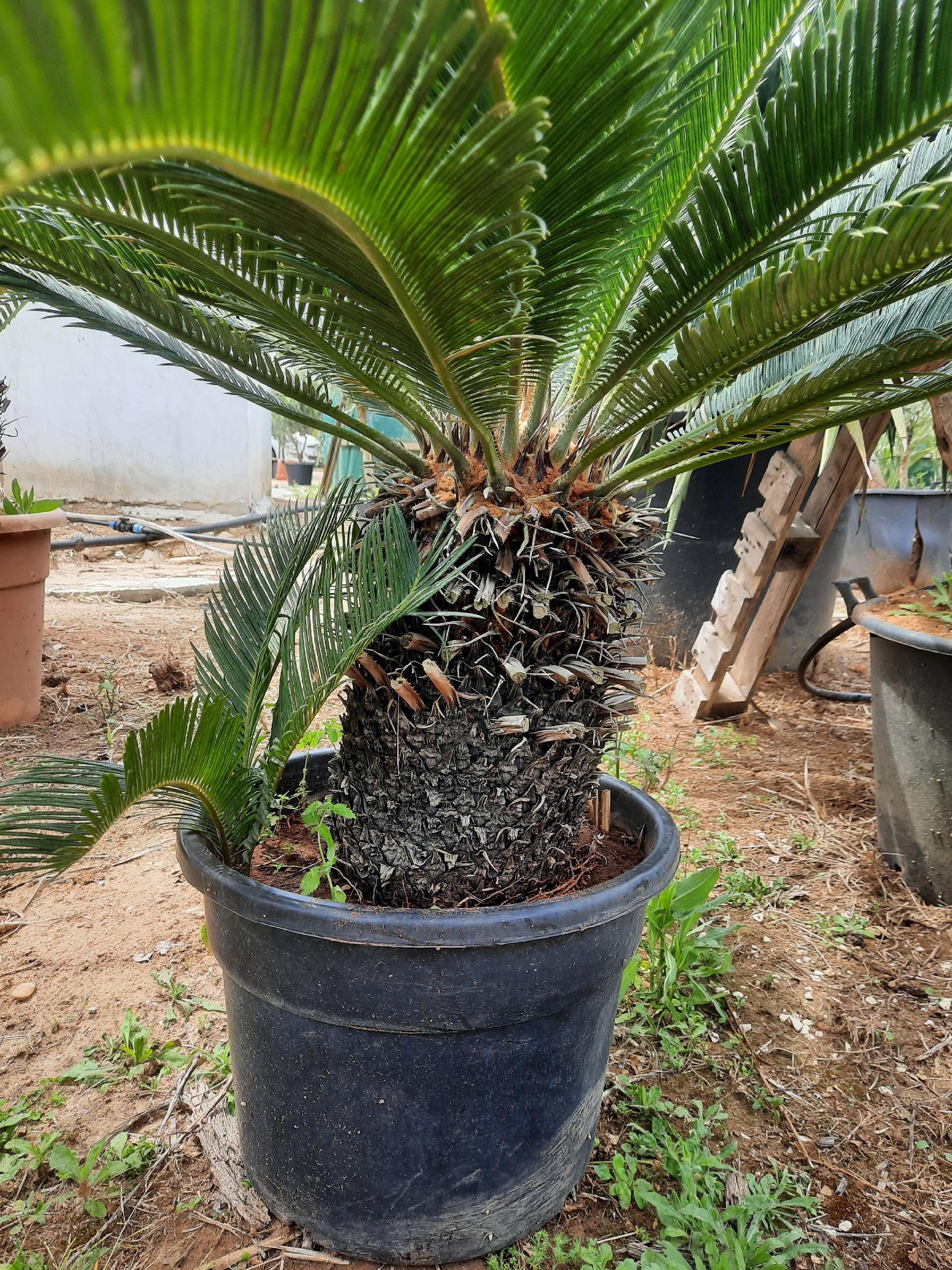 CYCAS REVOLUTA IN VASO ORNAMENTALE VASO ROSSO 40 - 45 L