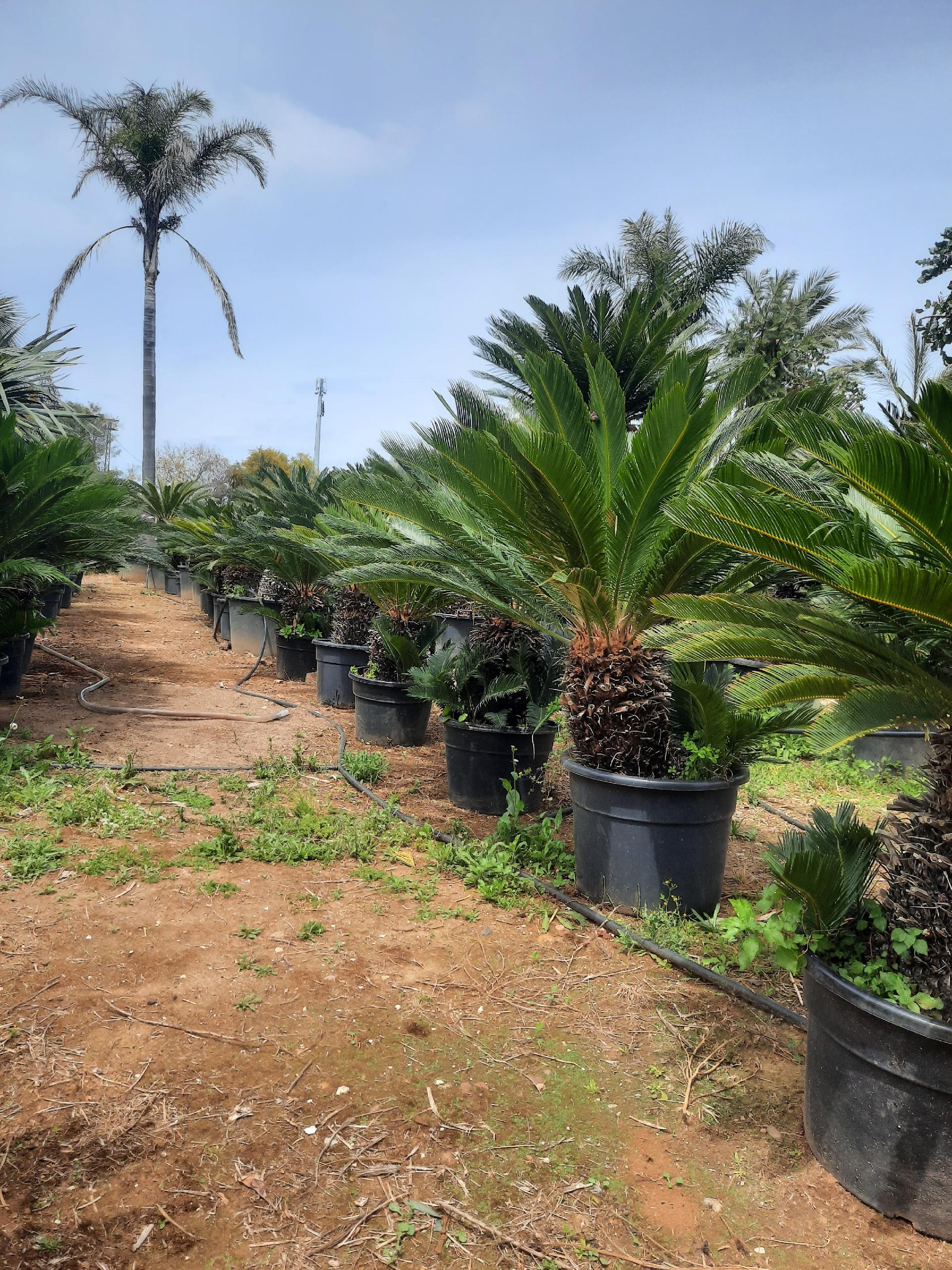 CYCAS REVOLUTA IN VASO ORNAMENTALE VASO ROSSO 40 - 45 L
