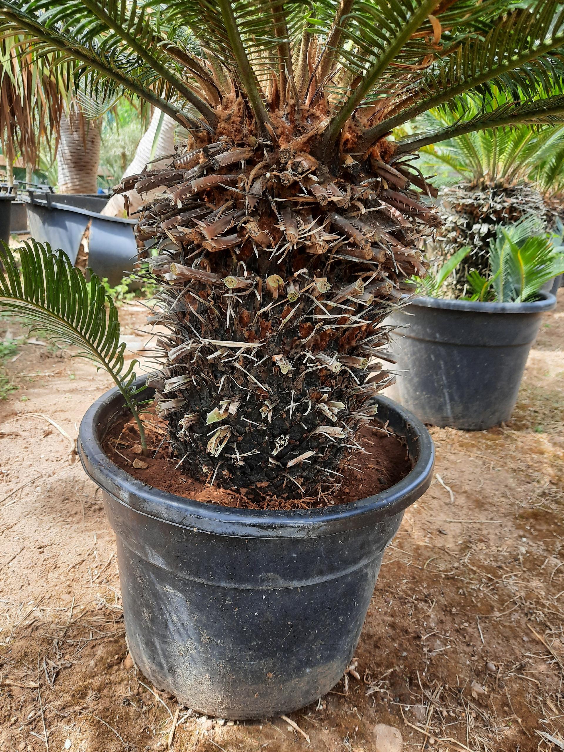 CYCAS REVOLUTA IN VASO ORNAMENTALE VASO ROSSO 40 - 45 L