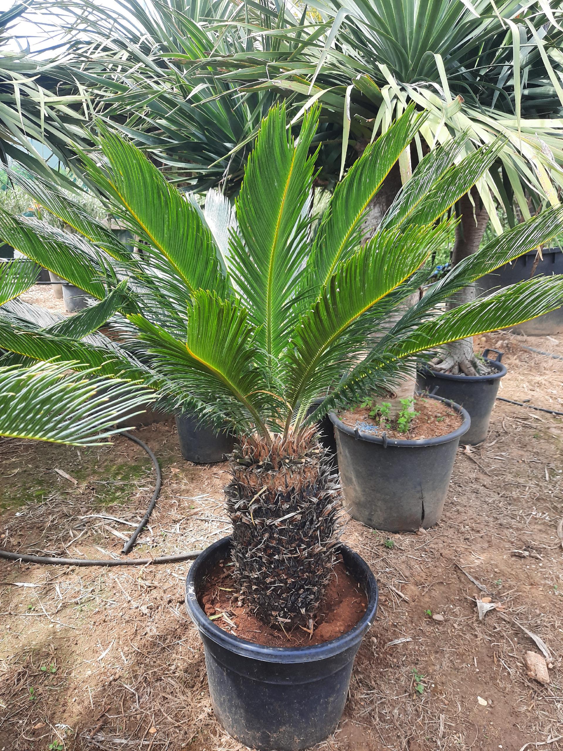 CYCAS REVOLUTA IN VASO ORNAMENTALE VASO ROSSO 40 - 45 L