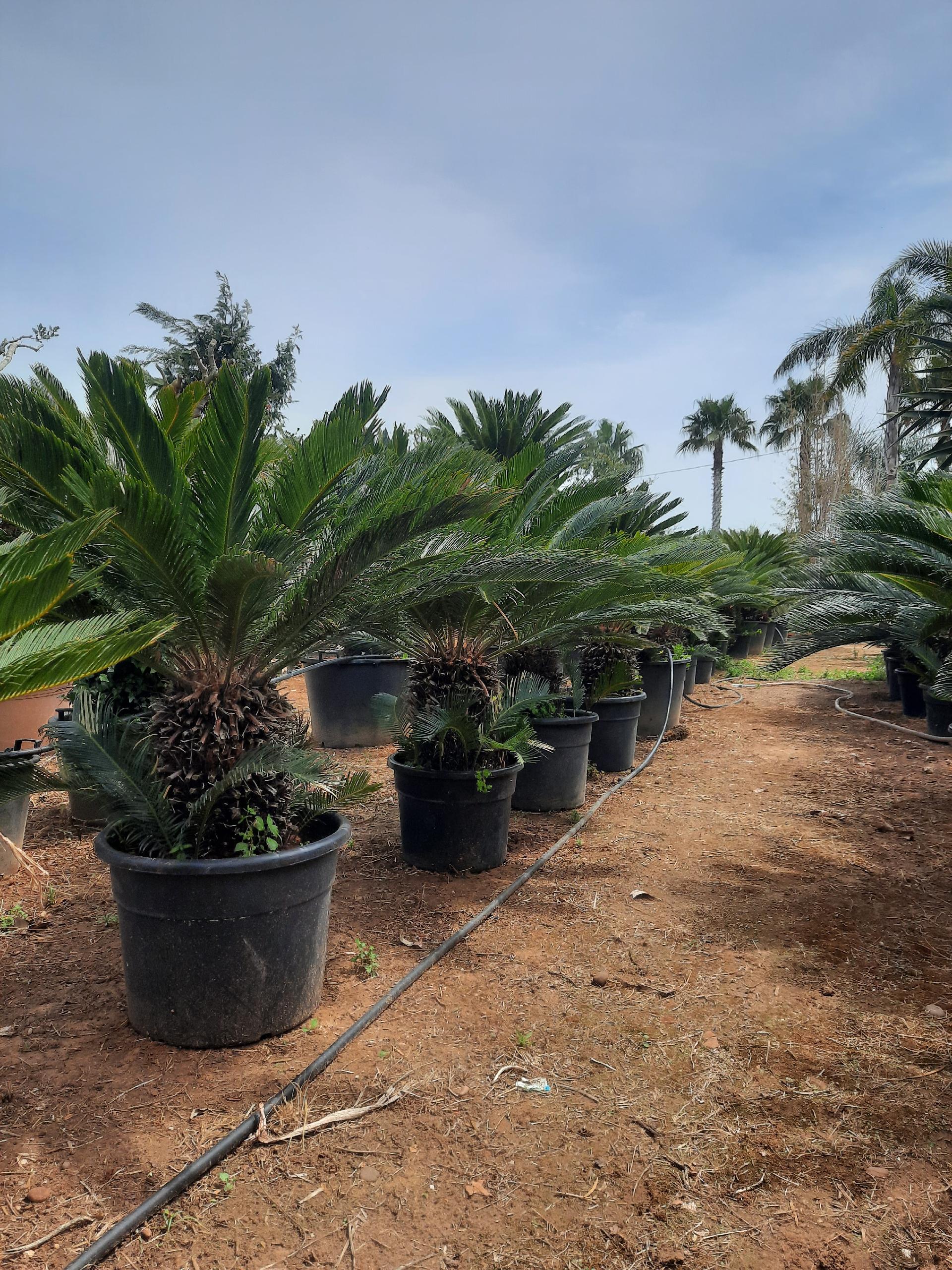 CYCAS REVOLUTA IN VASO ORNAMENTALE VASO ROSSO 40 - 45 L