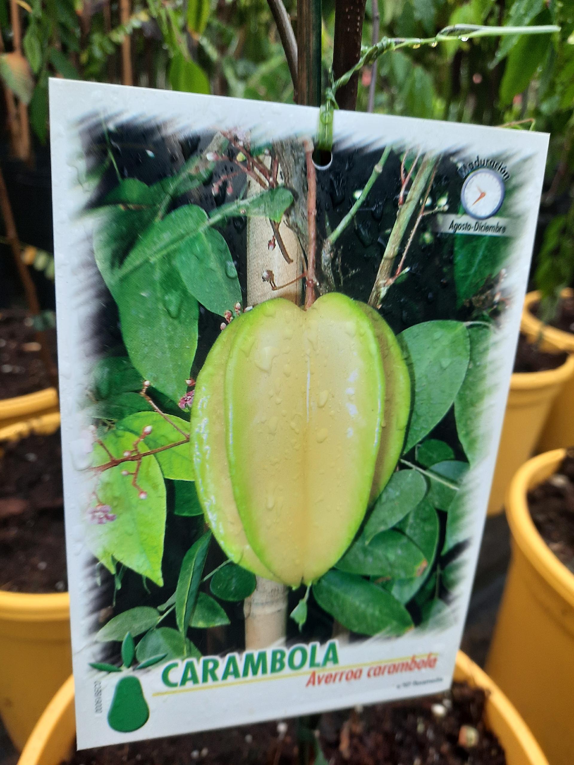 CARAMBOLA ALBERO TROPICALE vaso 24 - 26