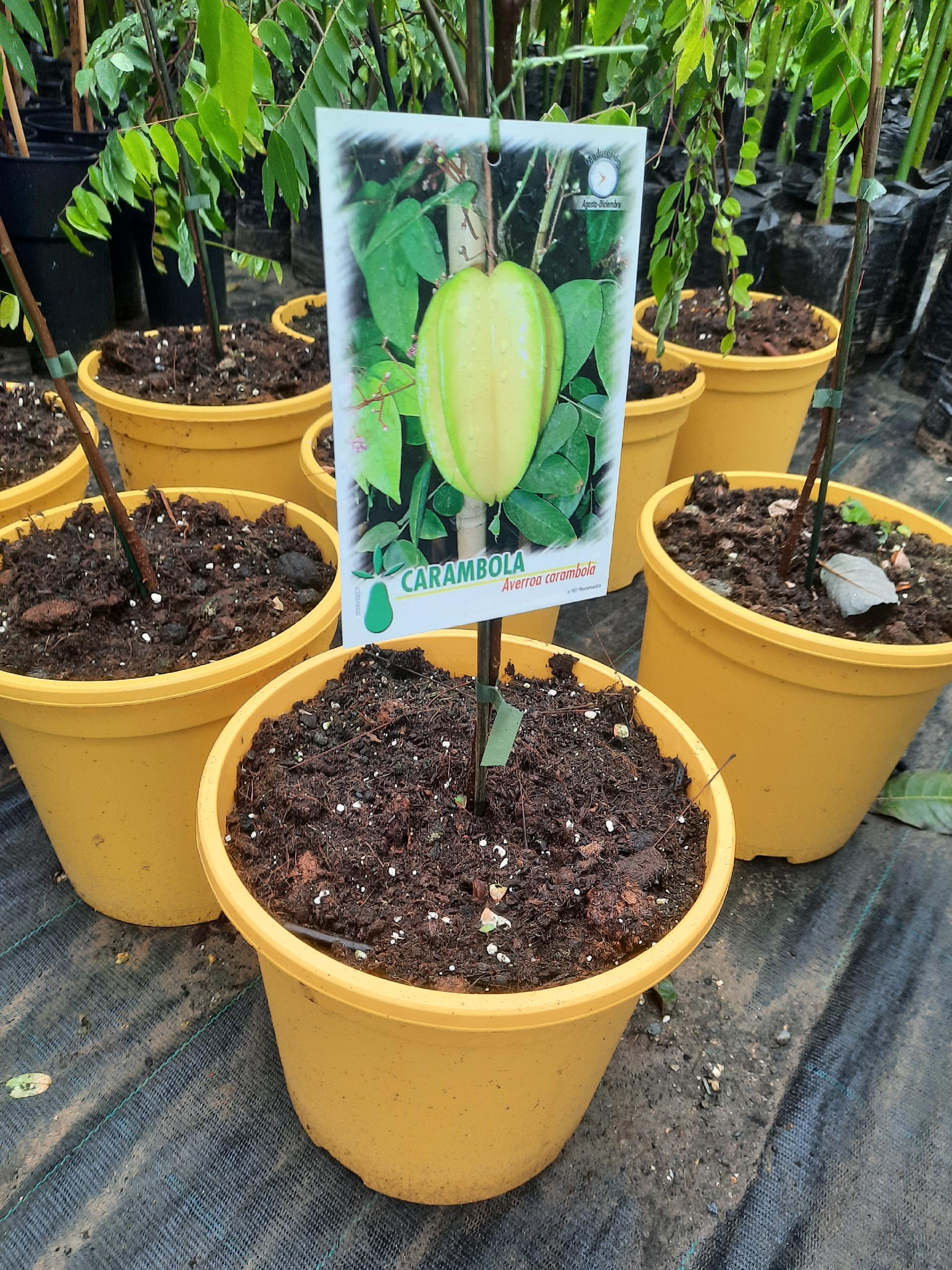 CARAMBOLA ALBERO TROPICALE vaso 24 - 26