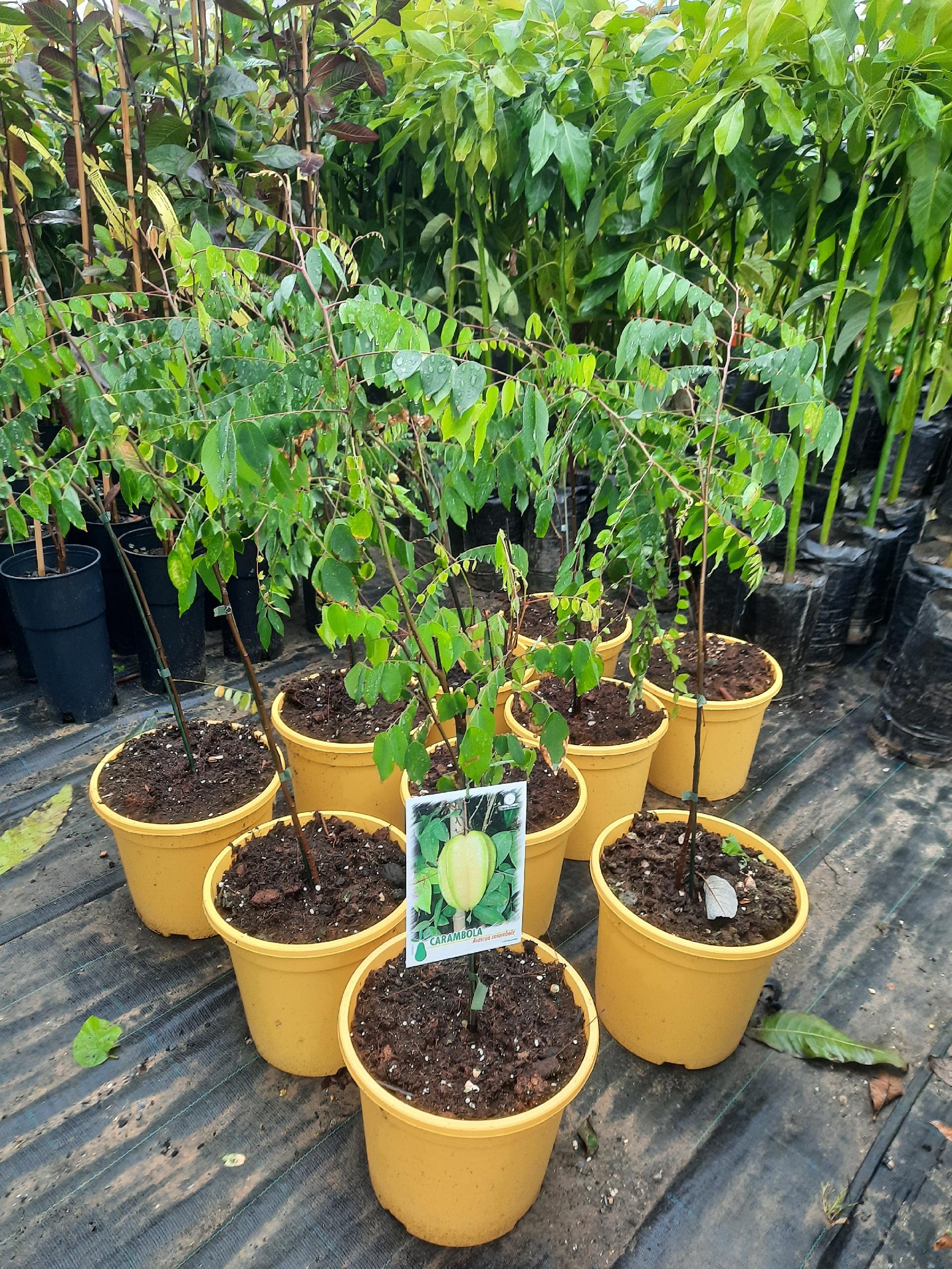 CARAMBOLA ALBERO TROPICALE vaso 24 - 26