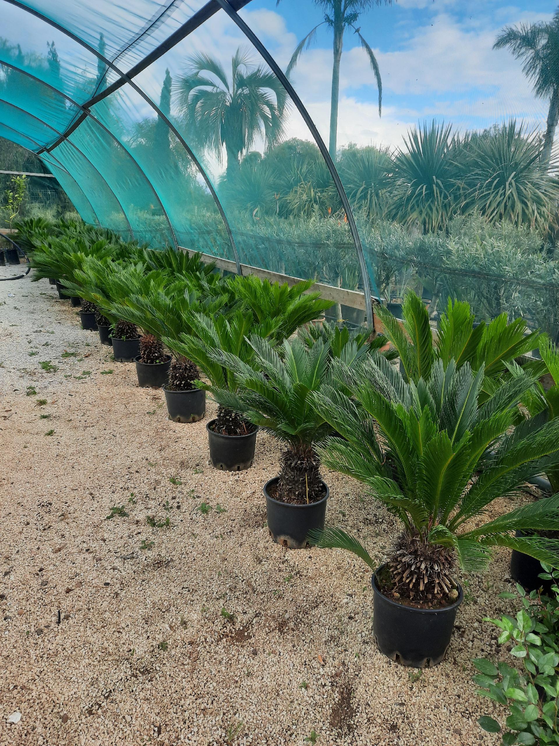 CYCAS REVOLUTA IN VASO ORNAMENTALE VASO 24 -