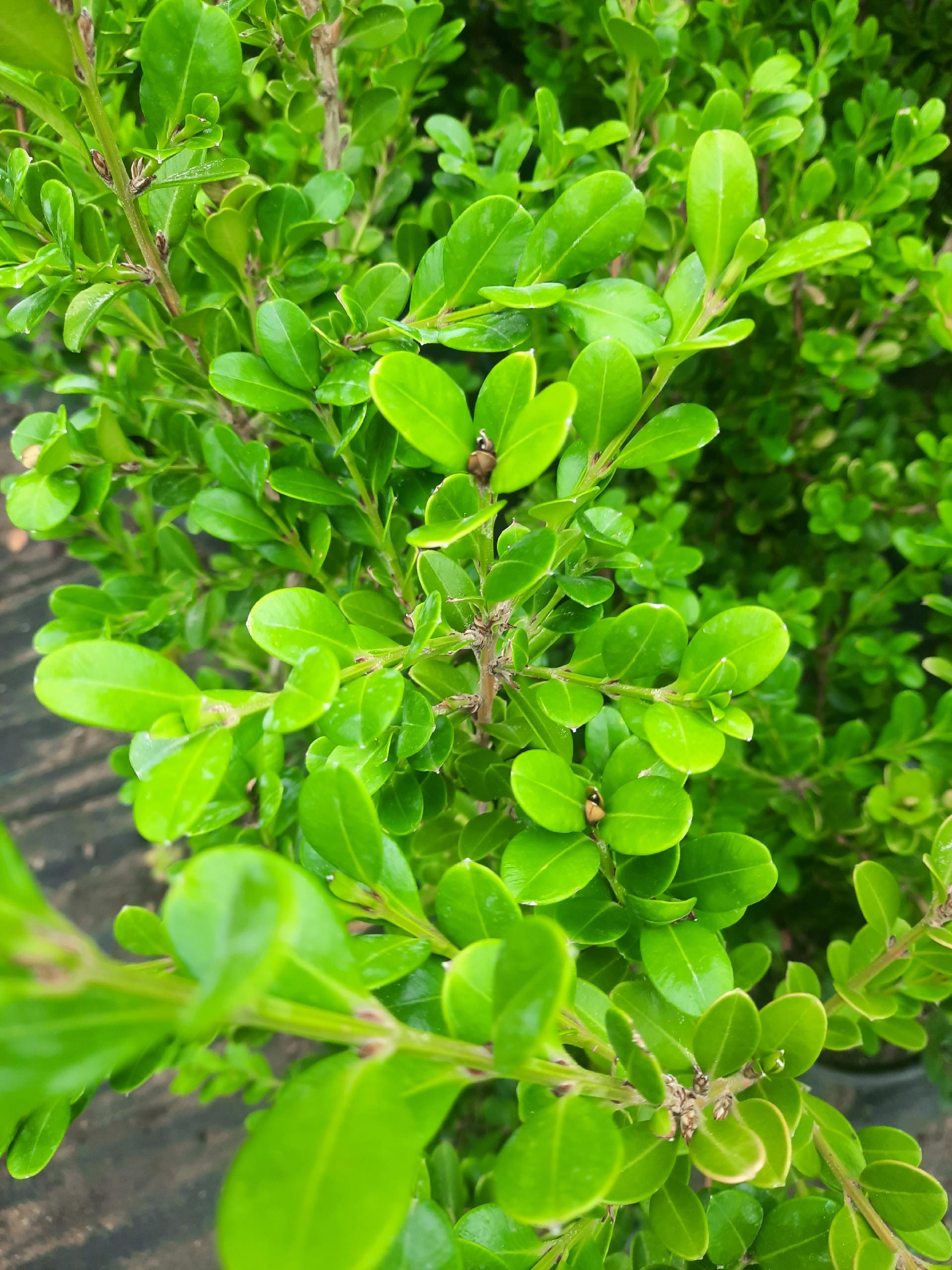 Buxus sempervirens SIEPE vaso 24