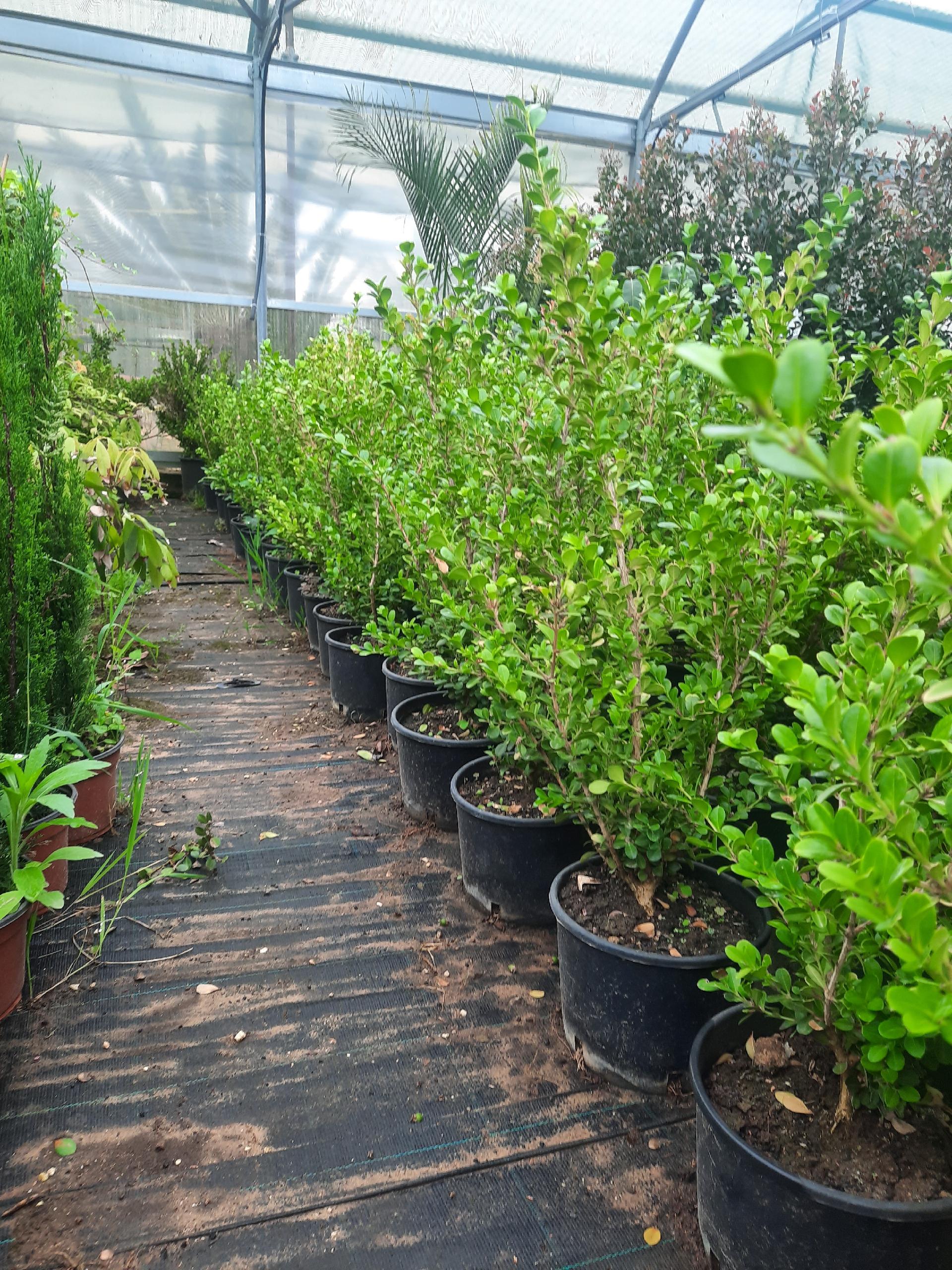 Buxus sempervirens SIEPE vaso 24