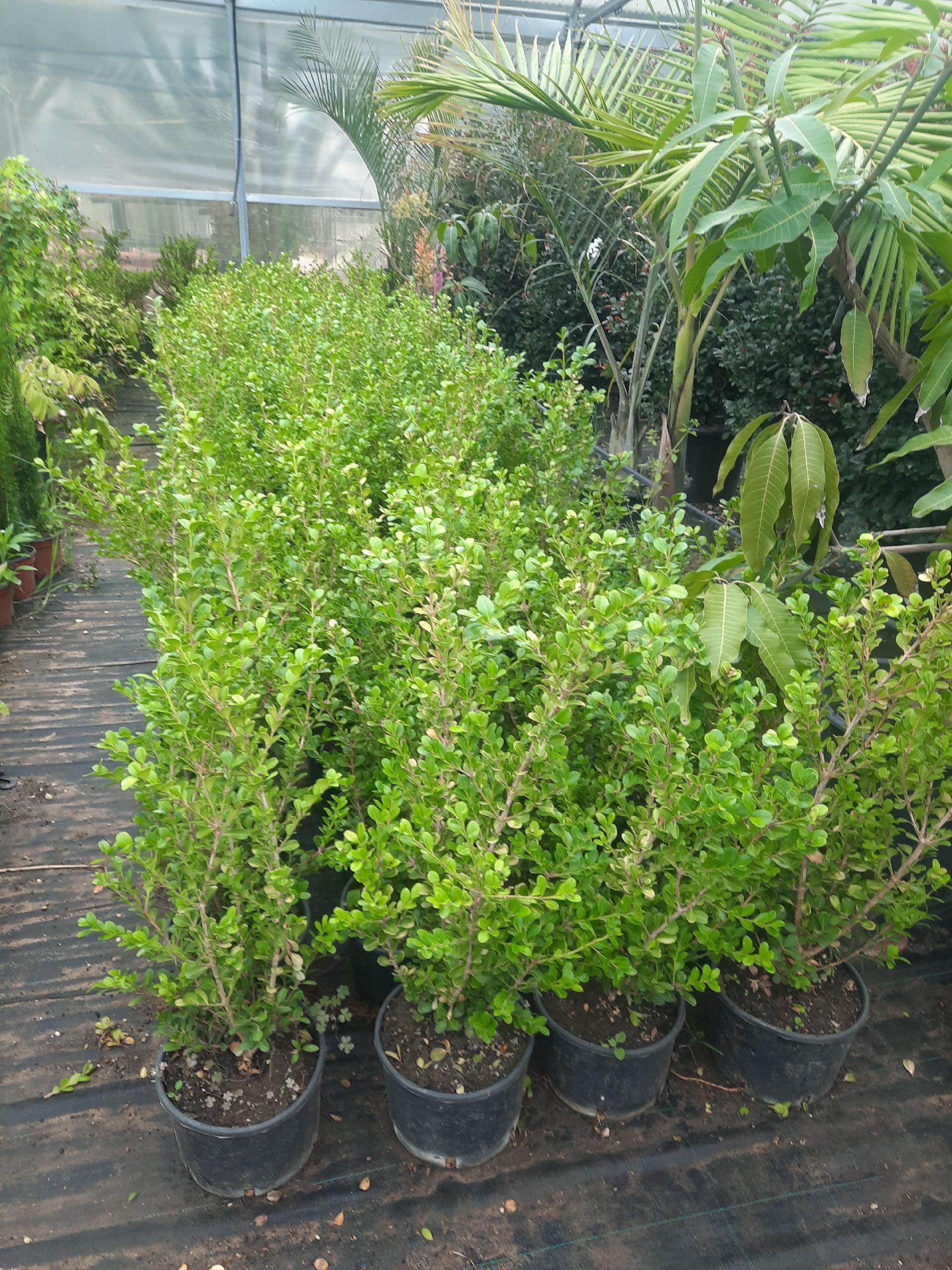Buxus sempervirens SIEPE vaso 24