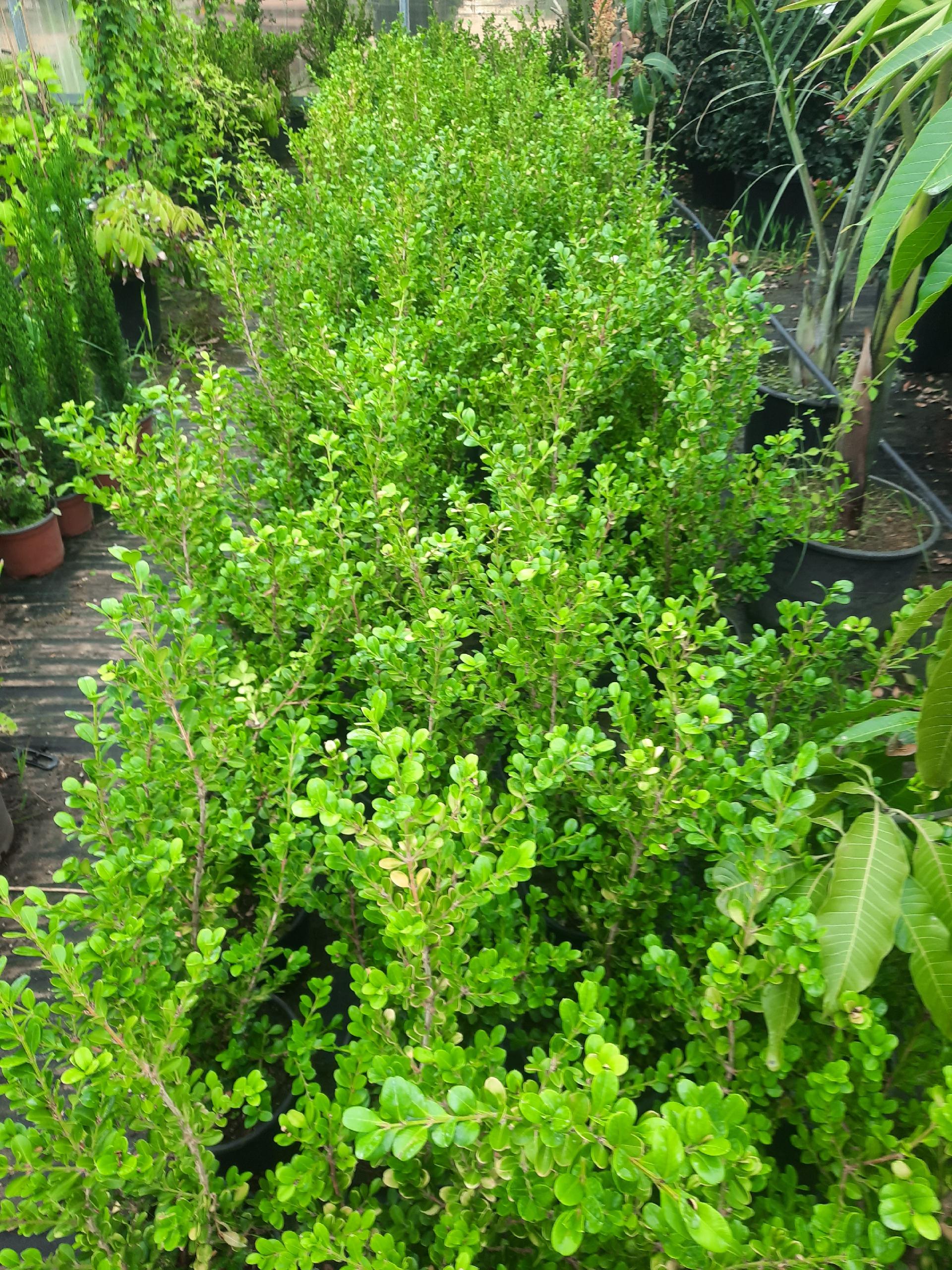 Buxus sempervirens SIEPE vaso 24