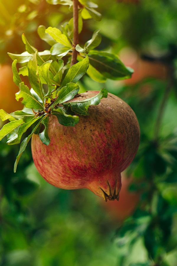 MELOGRANO DENTE DI CAVALLO albero da frutto MASTELLO 35