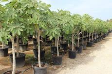 FICO BRIGITTO BIANCO albero da frutto VASO 60 L