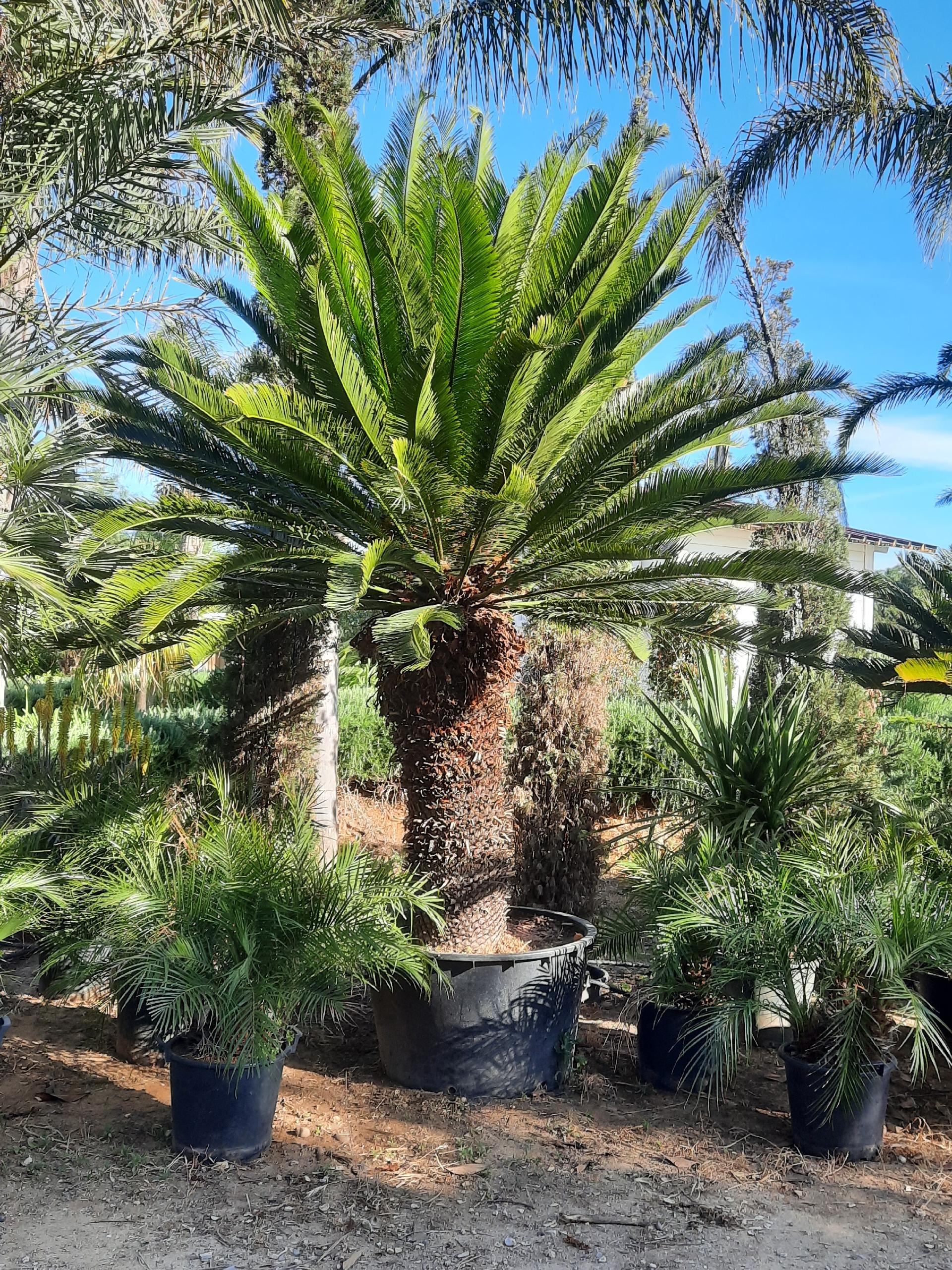 CYCAS TAITUNGENSIS ORNAMENTALE VASO 240 L