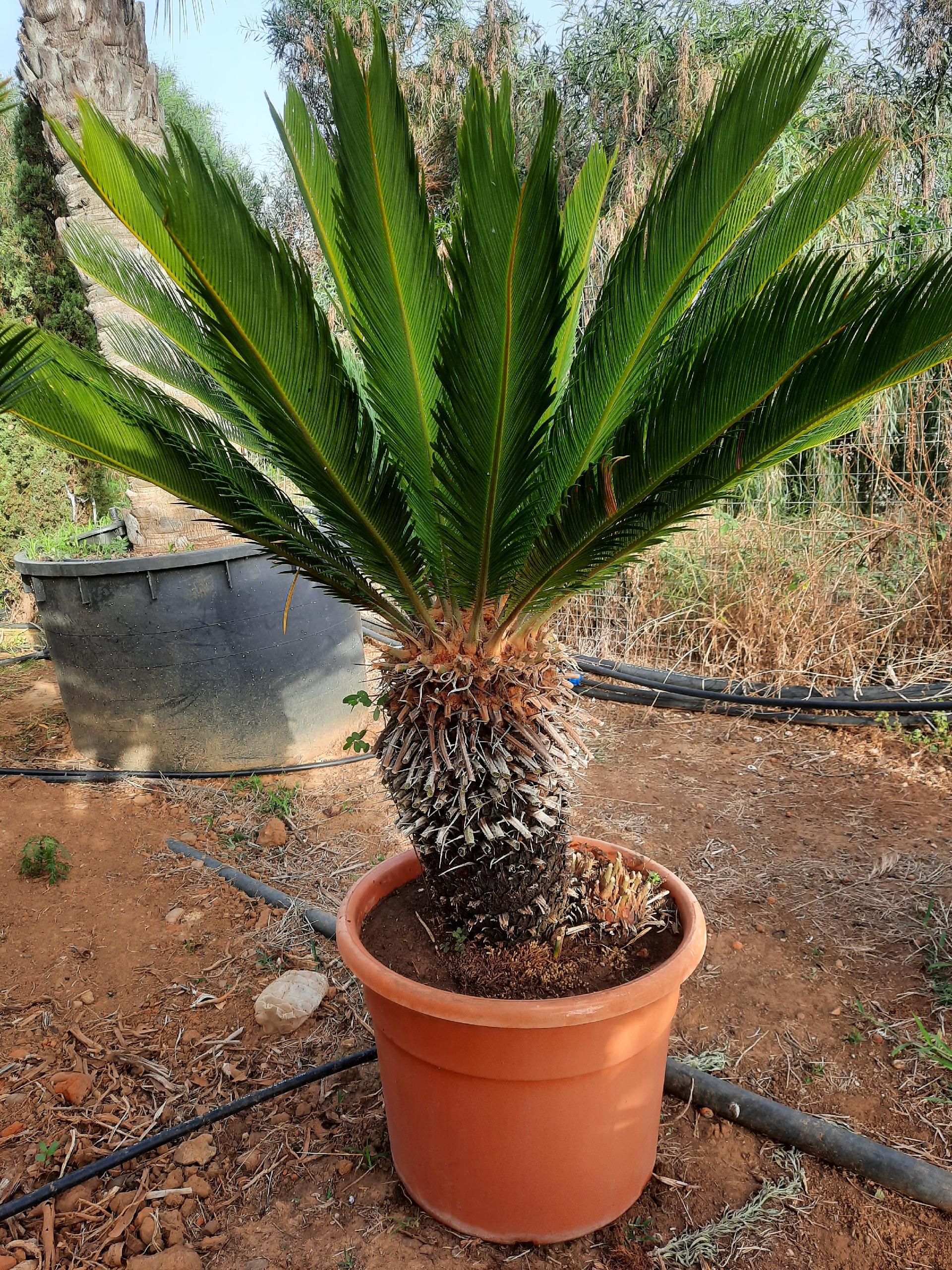 CYCAS REVOLUTA IN VASO ORNAMENTALE VASO ROSSO 40 - 45 L