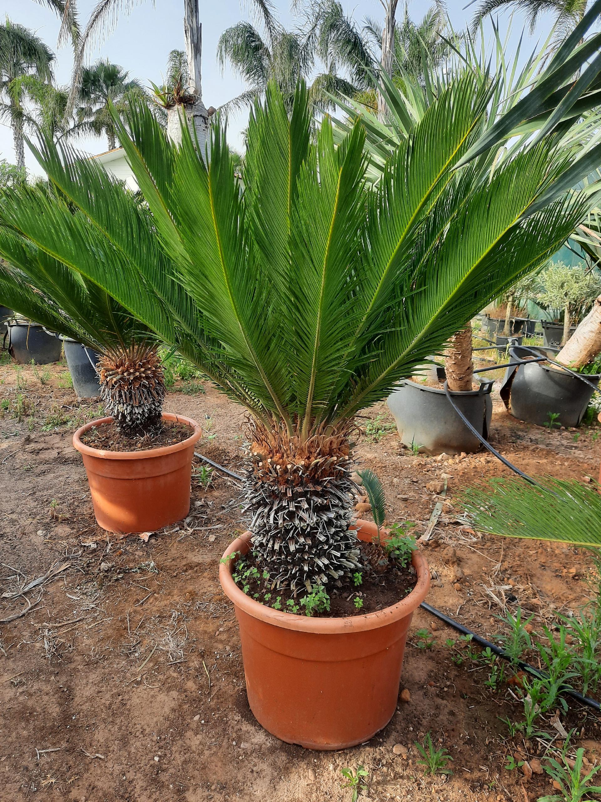 CYCAS REVOLUTA IN VASO ORNAMENTALE VASO ROSSO 40 - 45 L