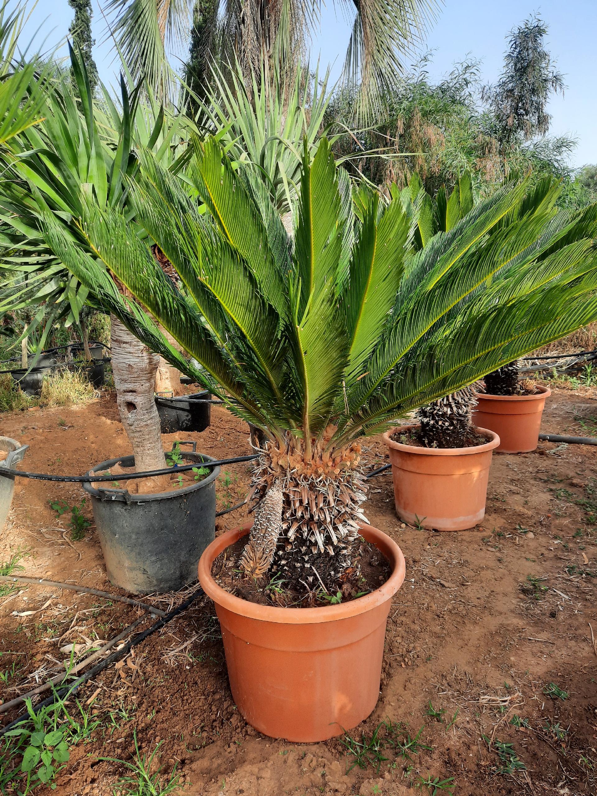 CYCAS REVOLUTA IN VASO ORNAMENTALE VASO ROSSO 40 - 45 L