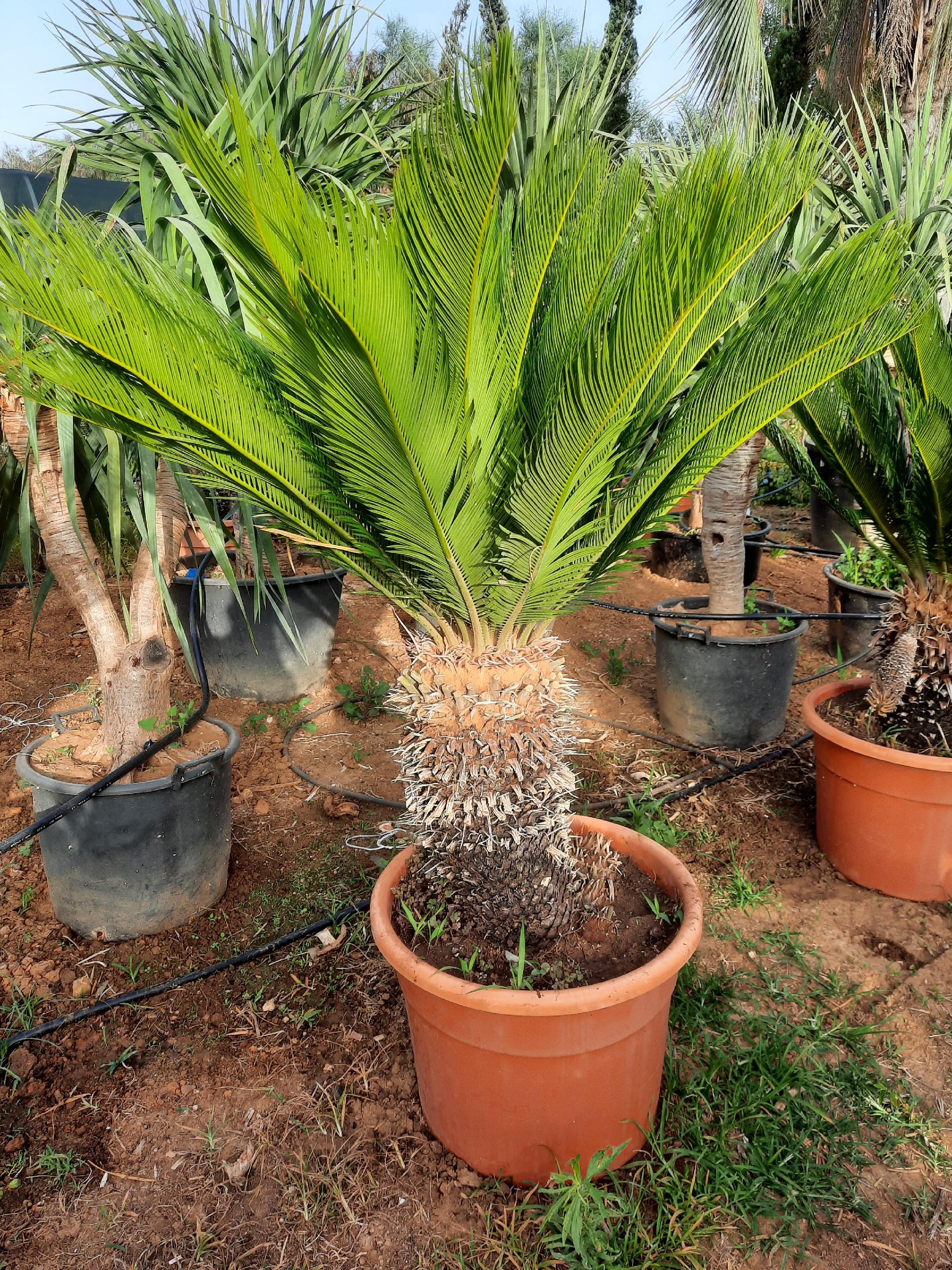 CYCAS REVOLUTA IN VASO ORNAMENTALE VASO ROSSO 40 - 45 L
