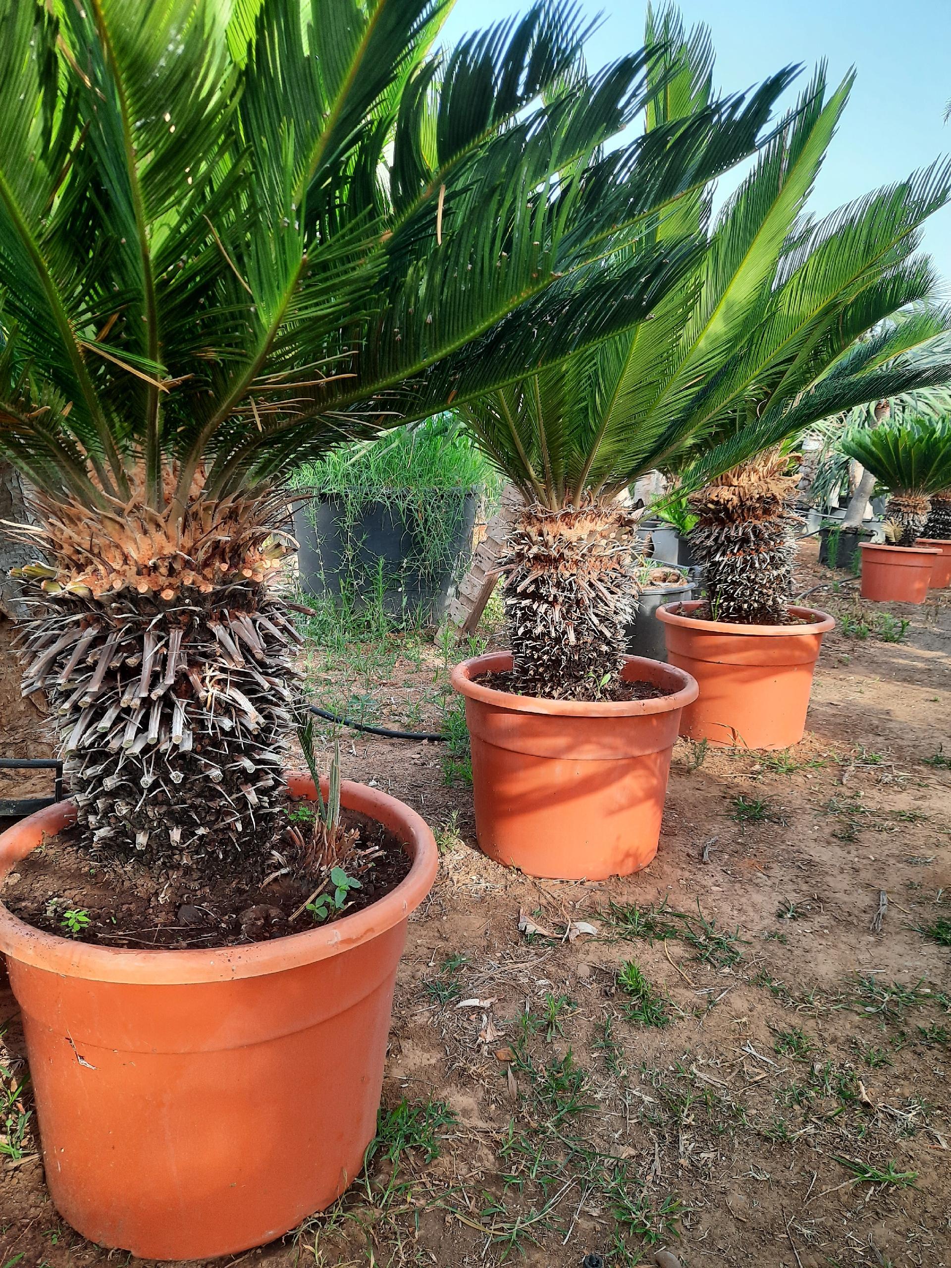 CYCAS REVOLUTA IN VASO ORNAMENTALE VASO ROSSO 40 - 45 L