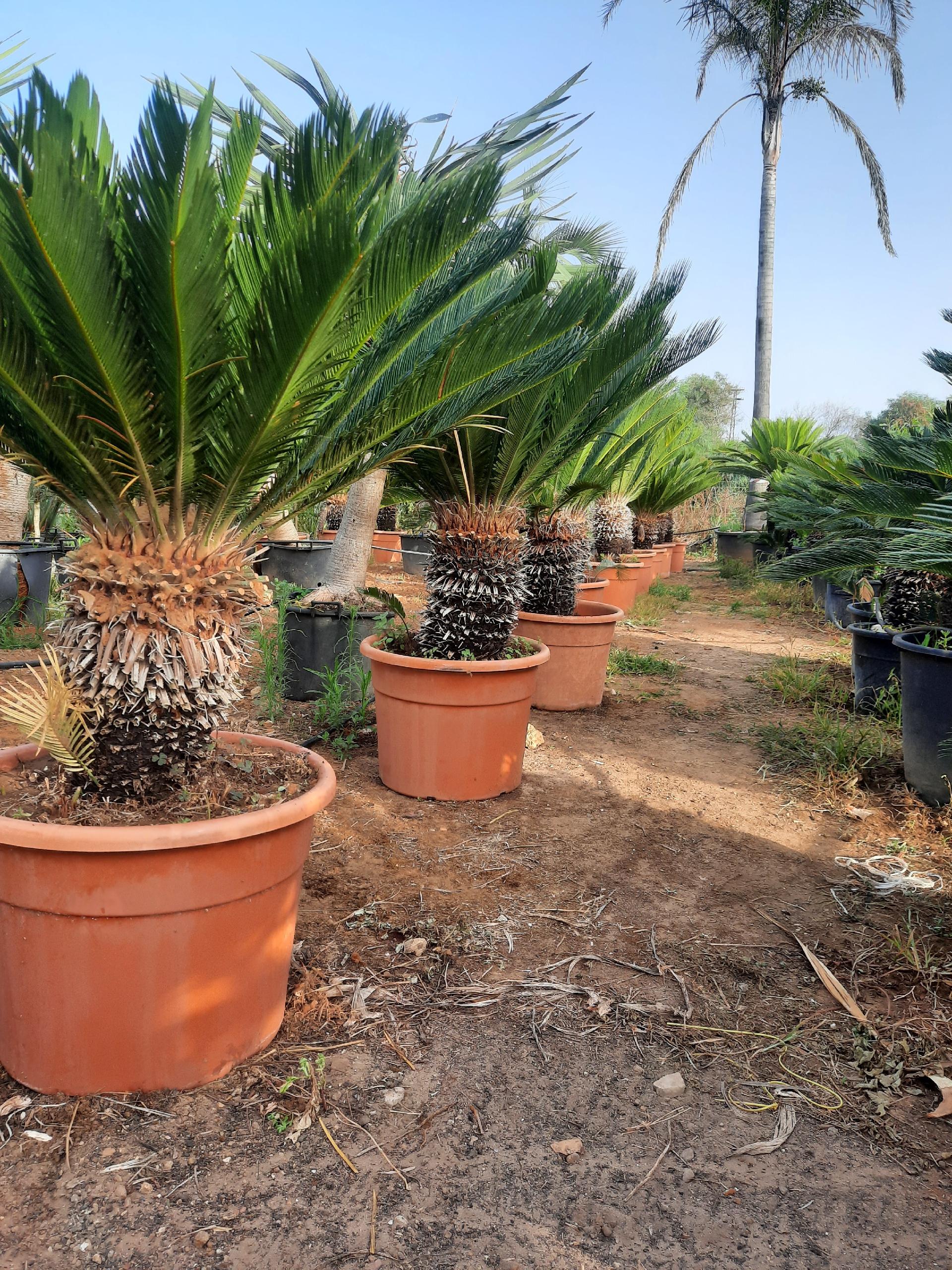 CYCAS REVOLUTA IN VASO ORNAMENTALE VASO ROSSO 40 - 45 L