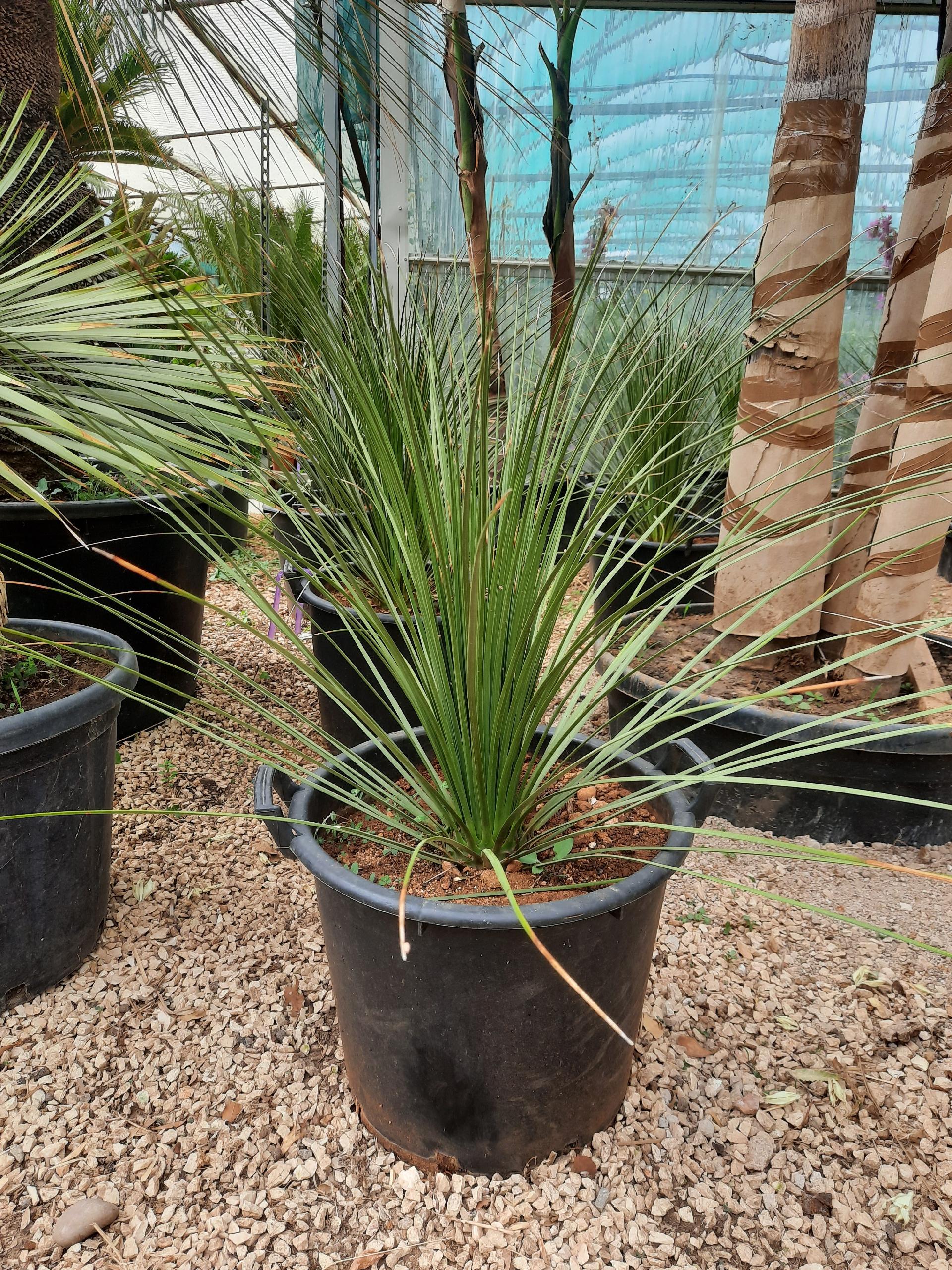 Yucca rostrata  piante grasse da esterno online